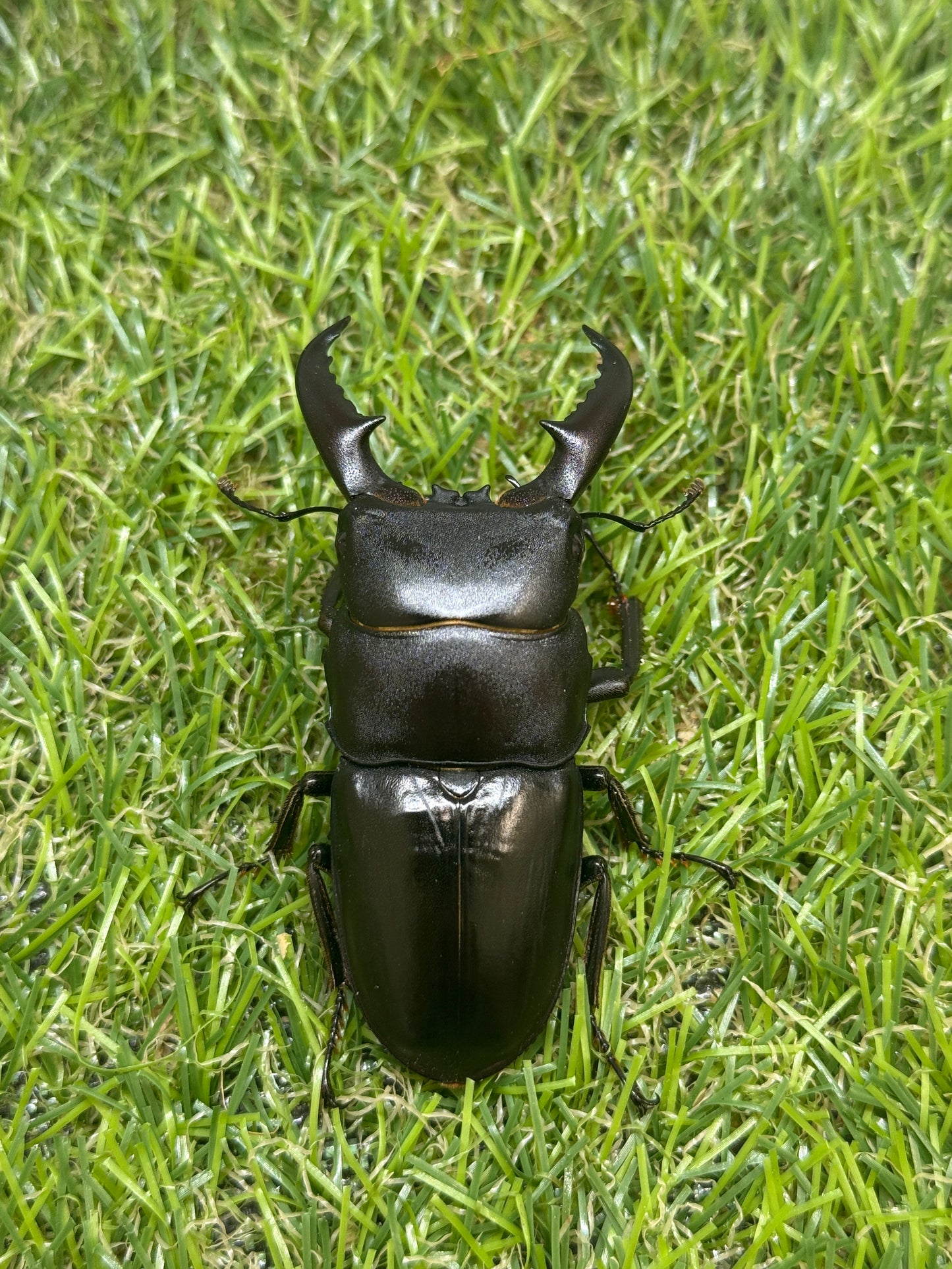 オキノエラブヒラタクワガタ ♂66mm成虫ペア