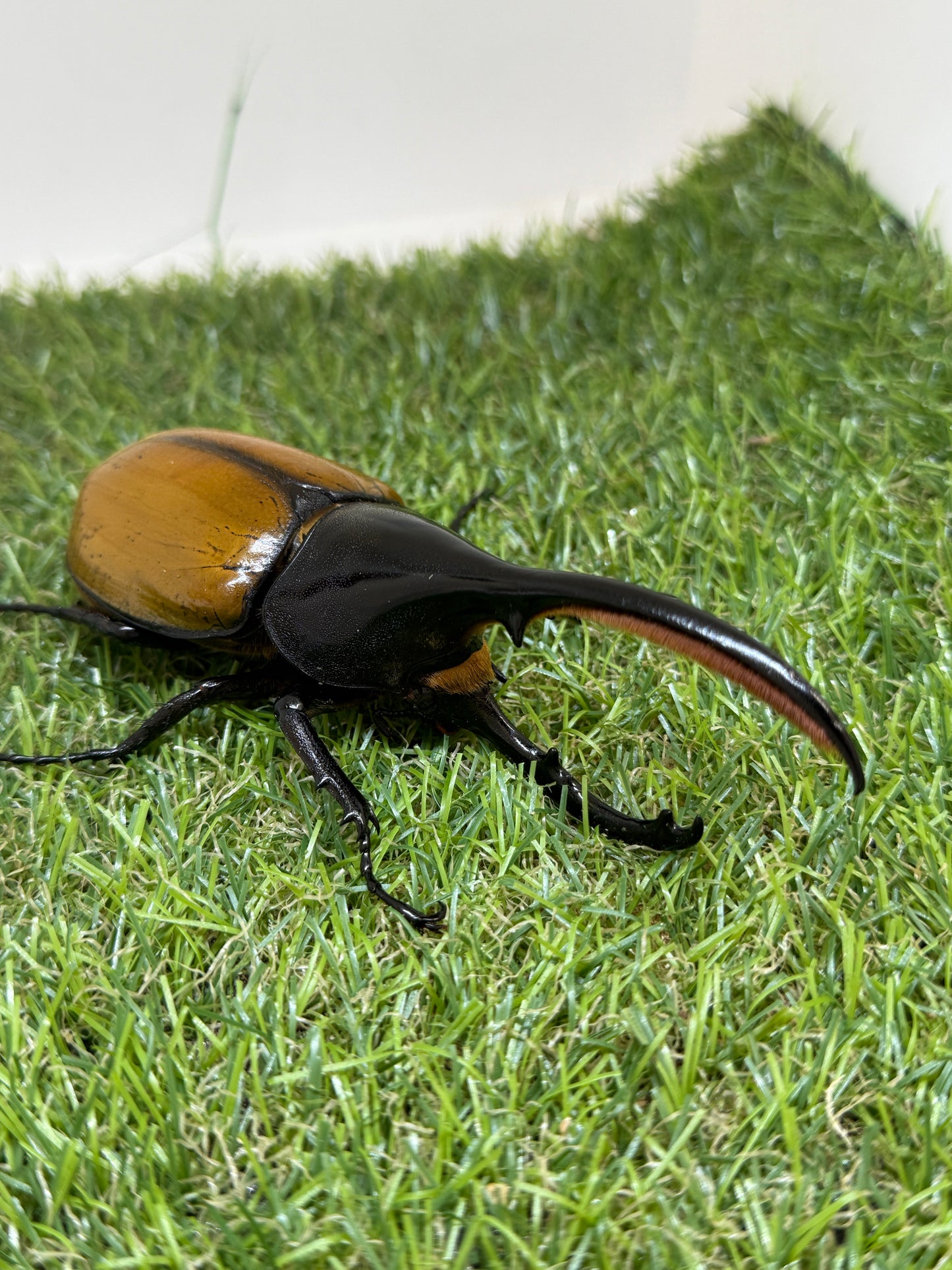 DH・エクアトリアヌス ♂124mm成虫ペア