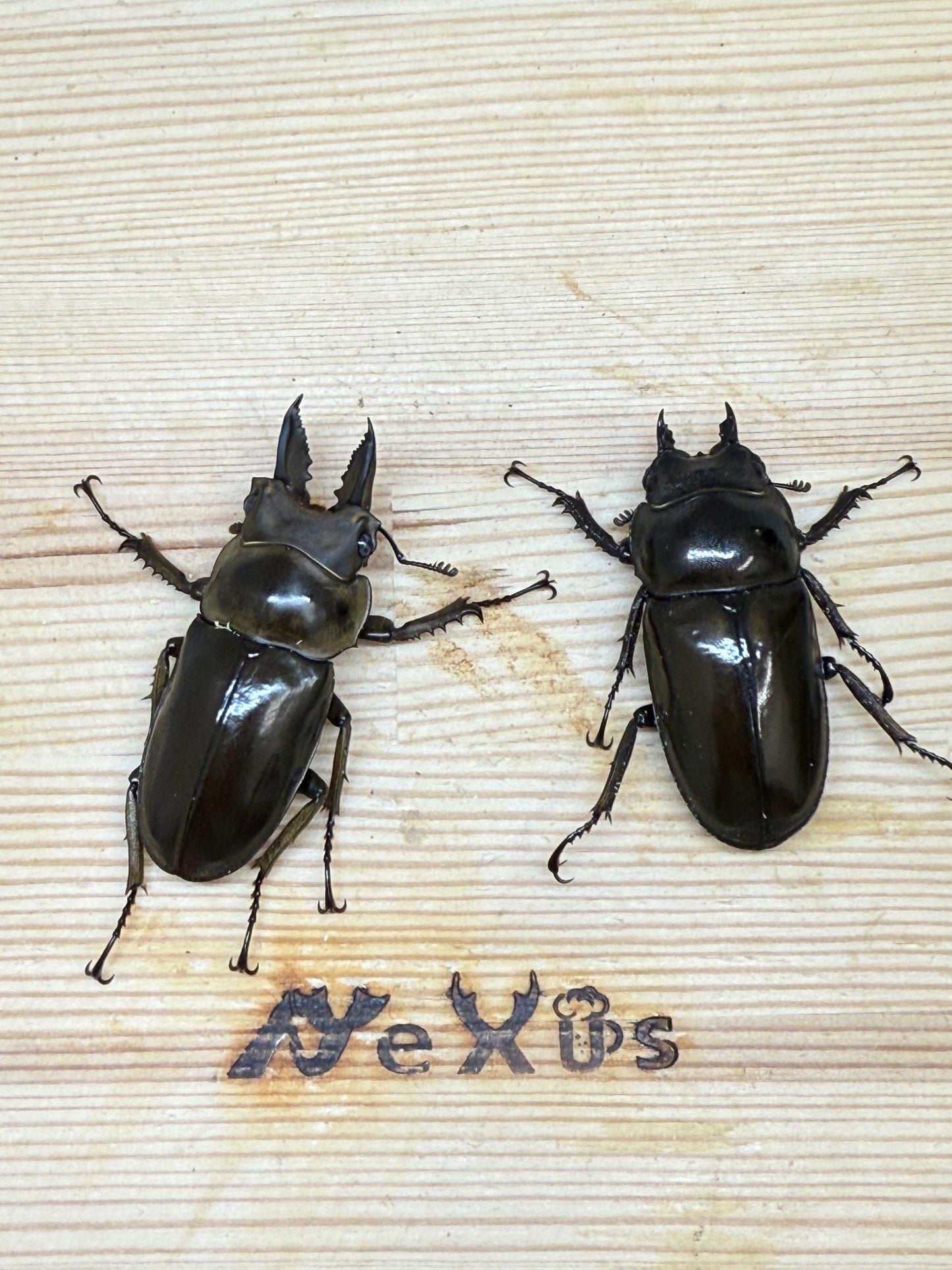 ババオウゴンオニクワガタ ♂50.6mm成虫ペア