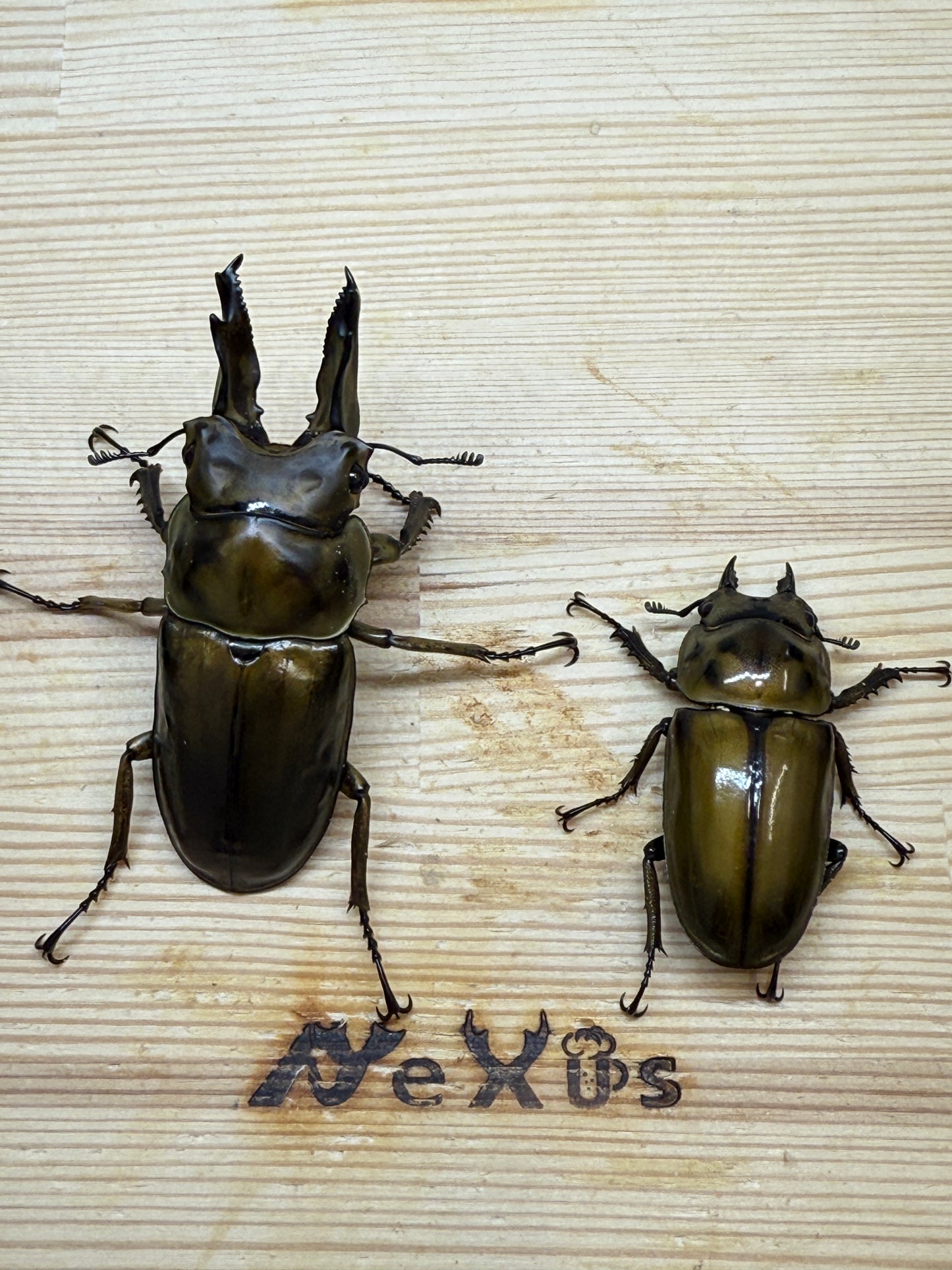 ババオウゴンオニクワガタ ♂69mm成虫ペア