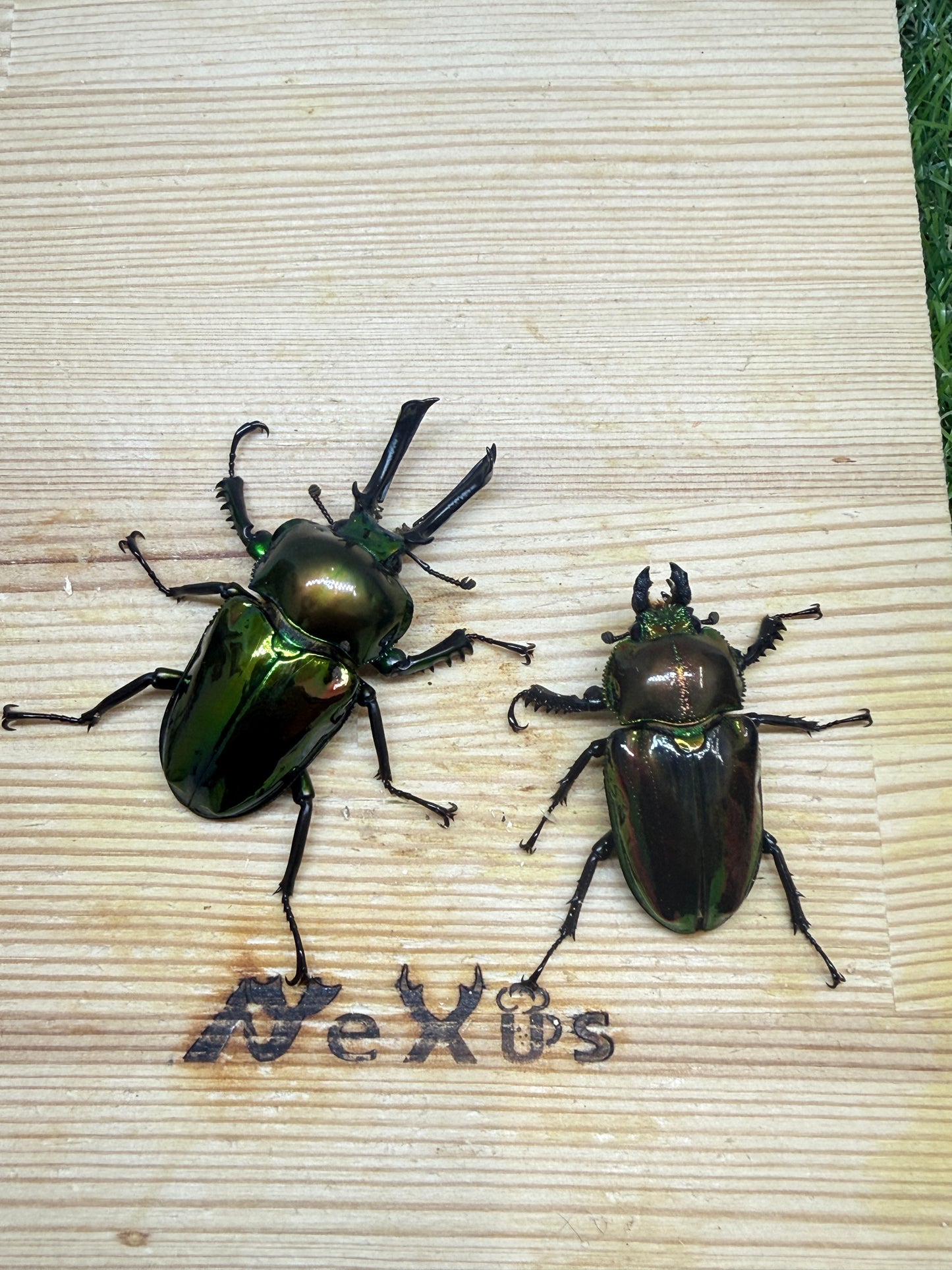 ニジイロクワガタ(ピカール系) ♂52.7mm成虫ペア