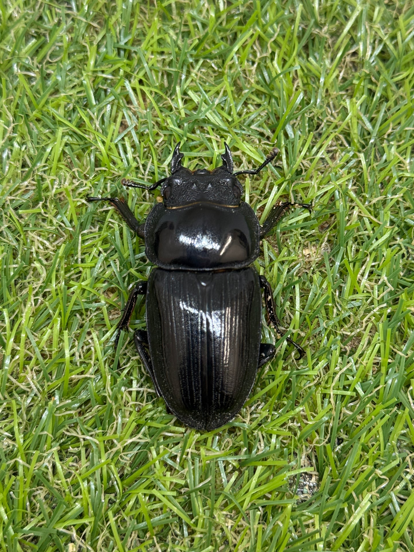 オオクワガタ 奈良輪川西 ♂77.8mm成虫ペア