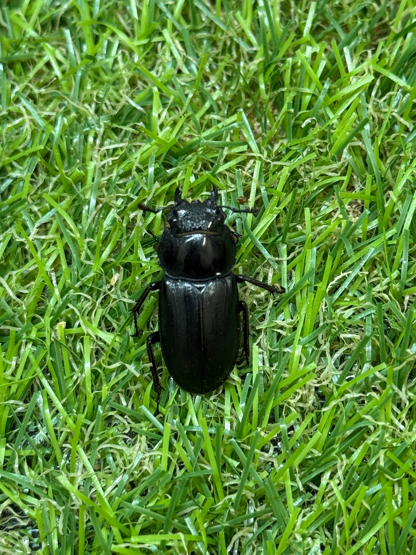 アマミシカクワガタ ♂freeサイズ成虫ペア