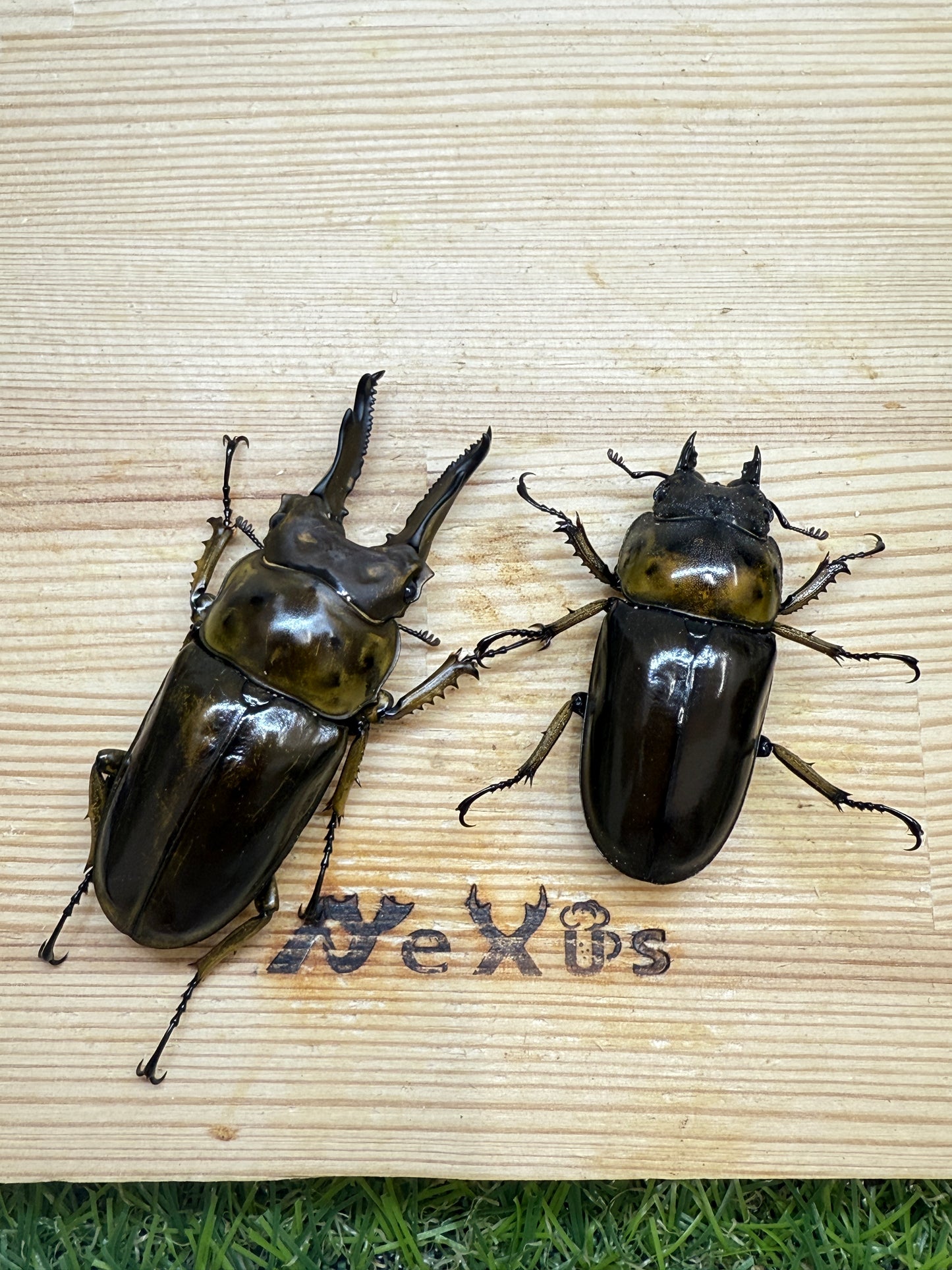 ババオウゴンオニクワガタ ♂69mm成虫ペア