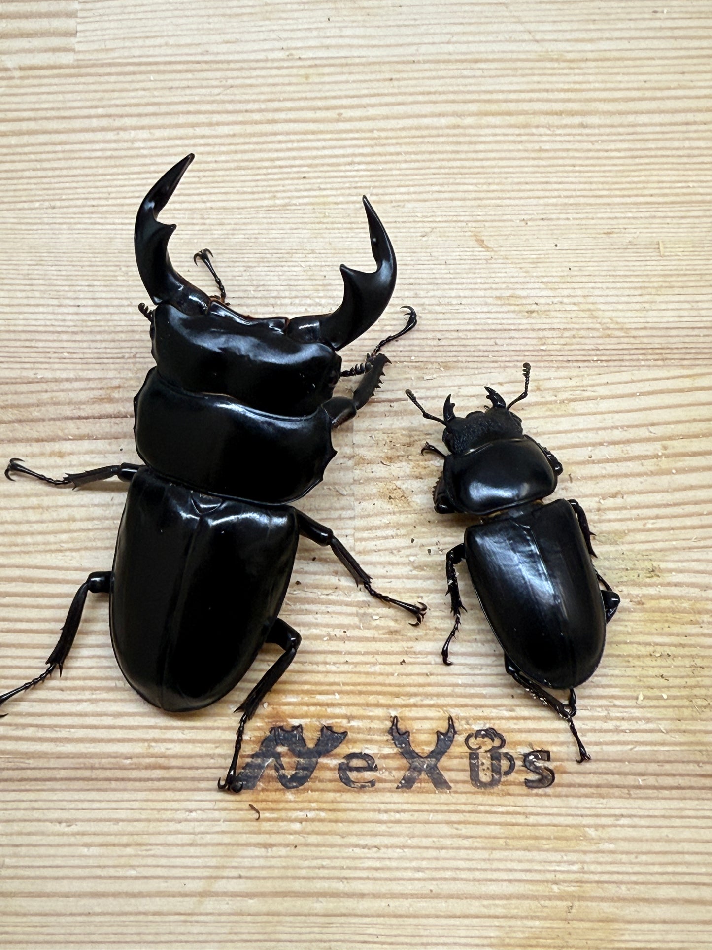 インドアンタエウスオオクワガタ ♂76mm成虫ペア