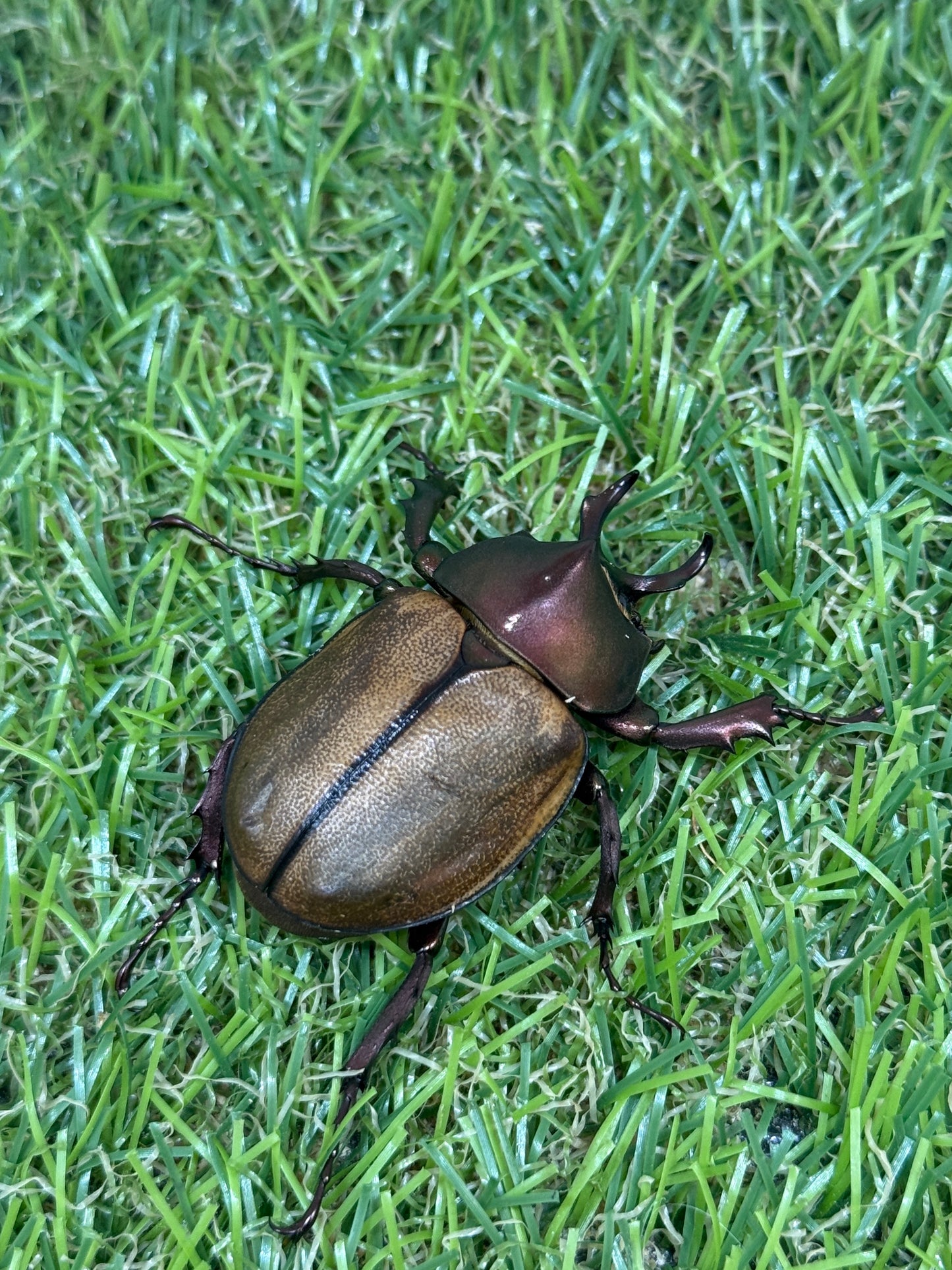 マルガリータヒナカブト ♂freeサイズ成虫ペア