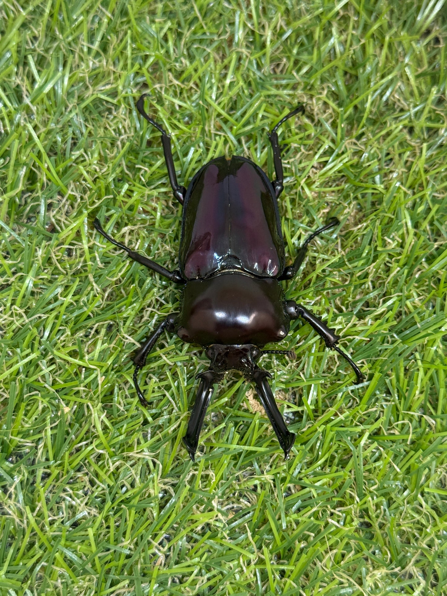 ニジイロクワガタ(紫紺血統) ♂60mm成虫ペア
