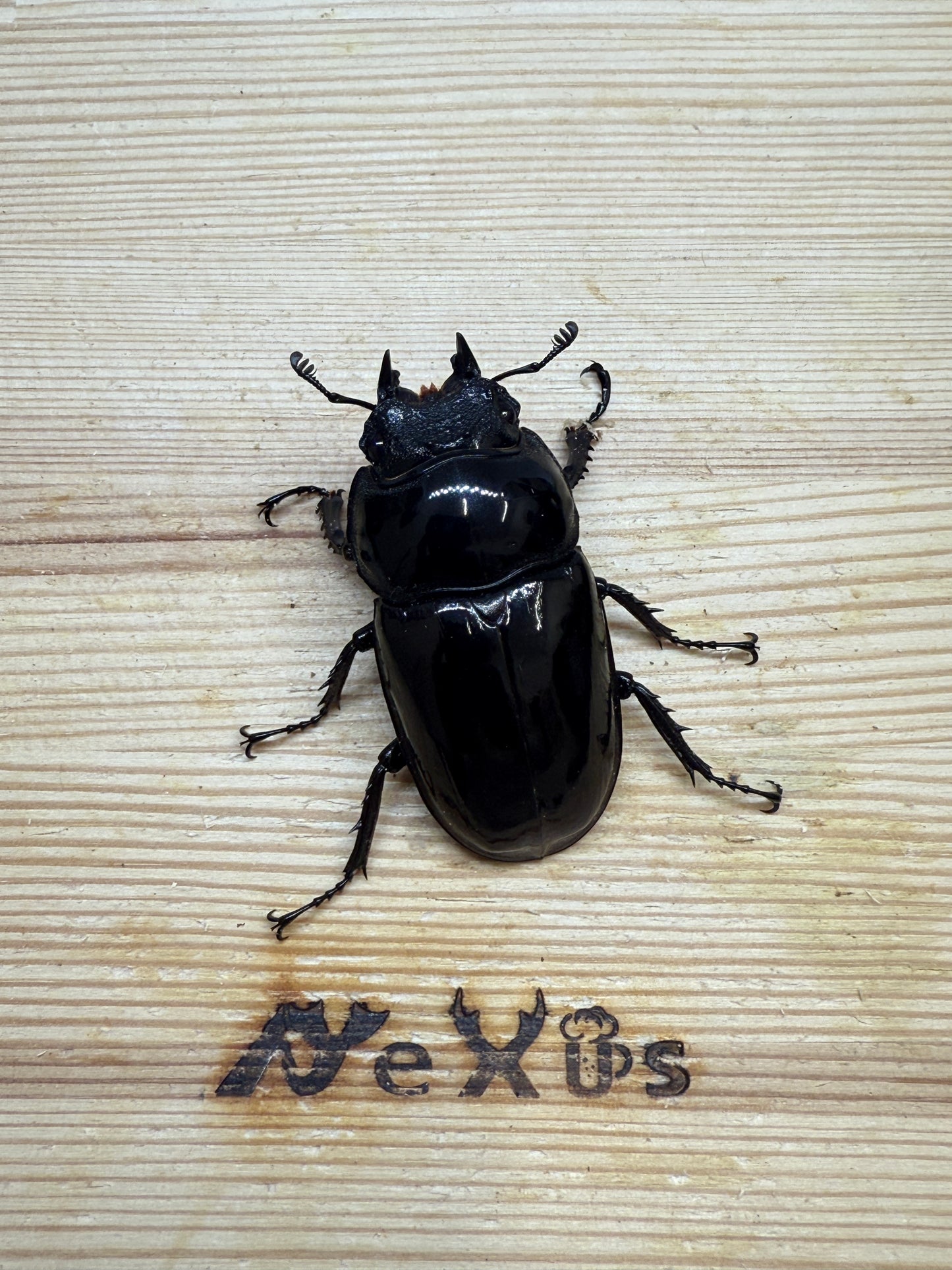 タランドゥスオオツヤクワガタ ♀51.5mm単品