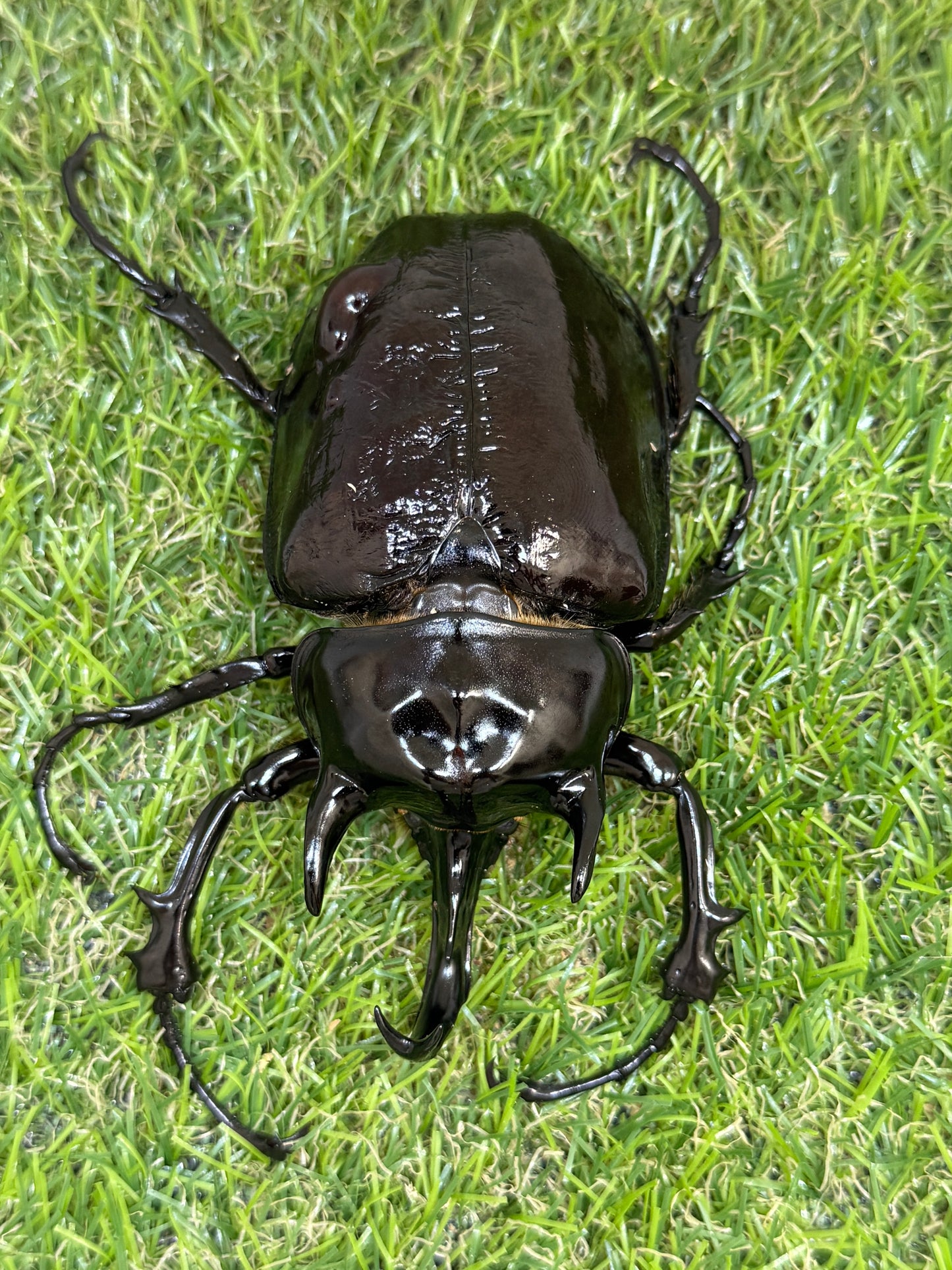 マルスゾウカブト ♂102mm成虫ペア