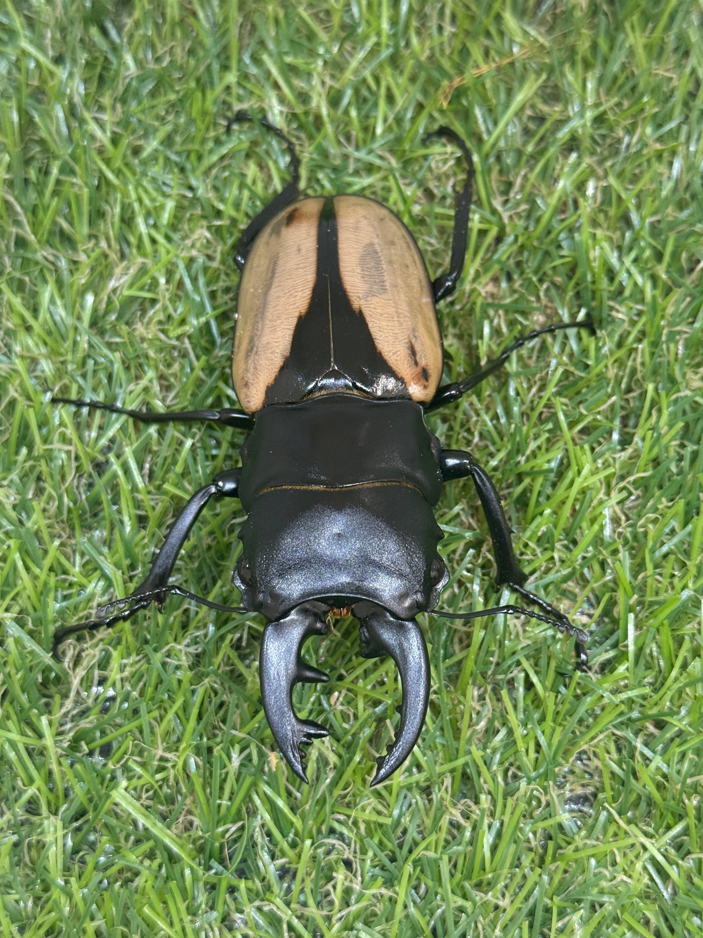 ブルマイスターツヤクワガタ ♂74.8mm成虫ペア