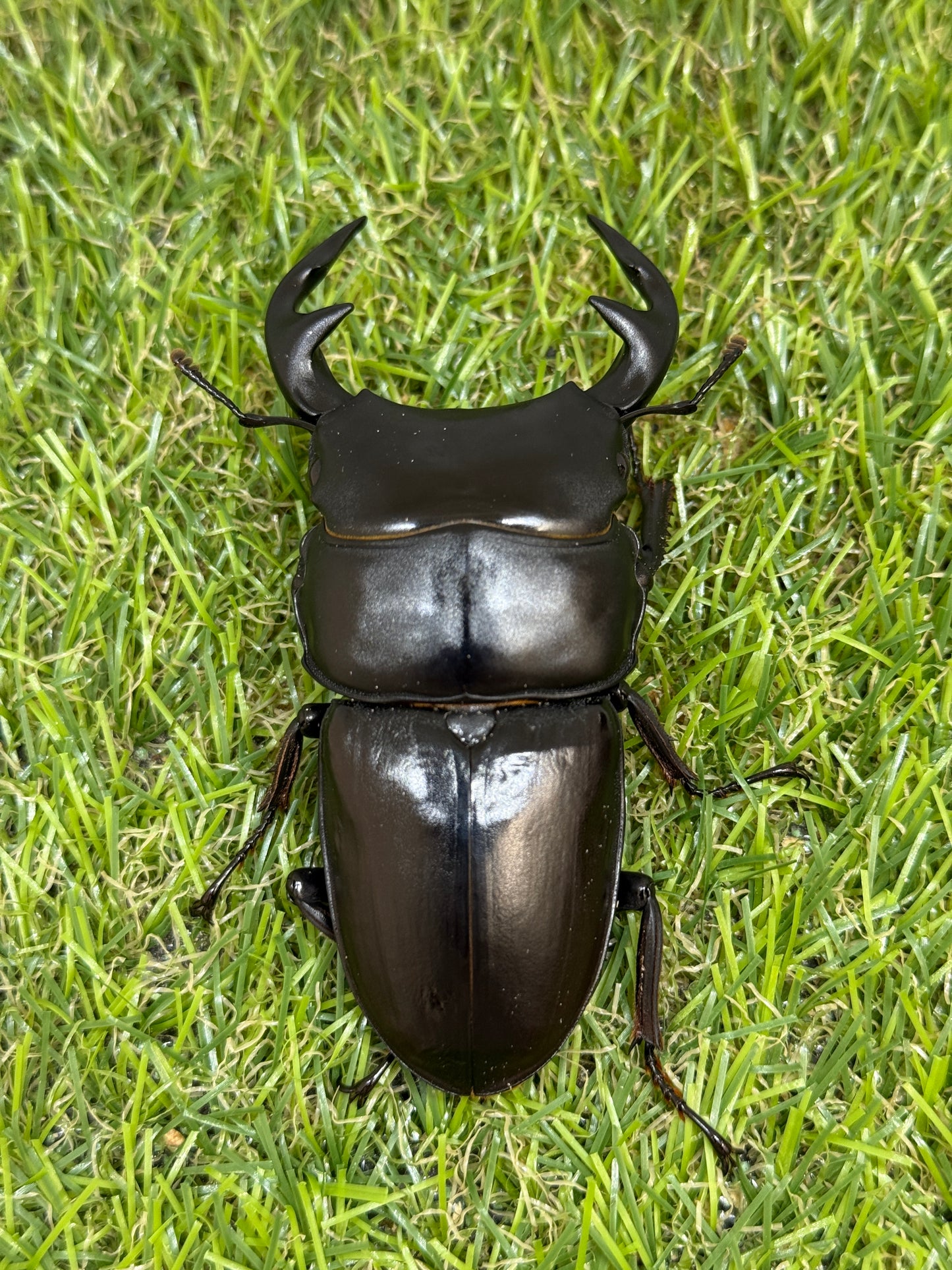 グランディスオオクワガタ ♂84.2mm成虫ペア