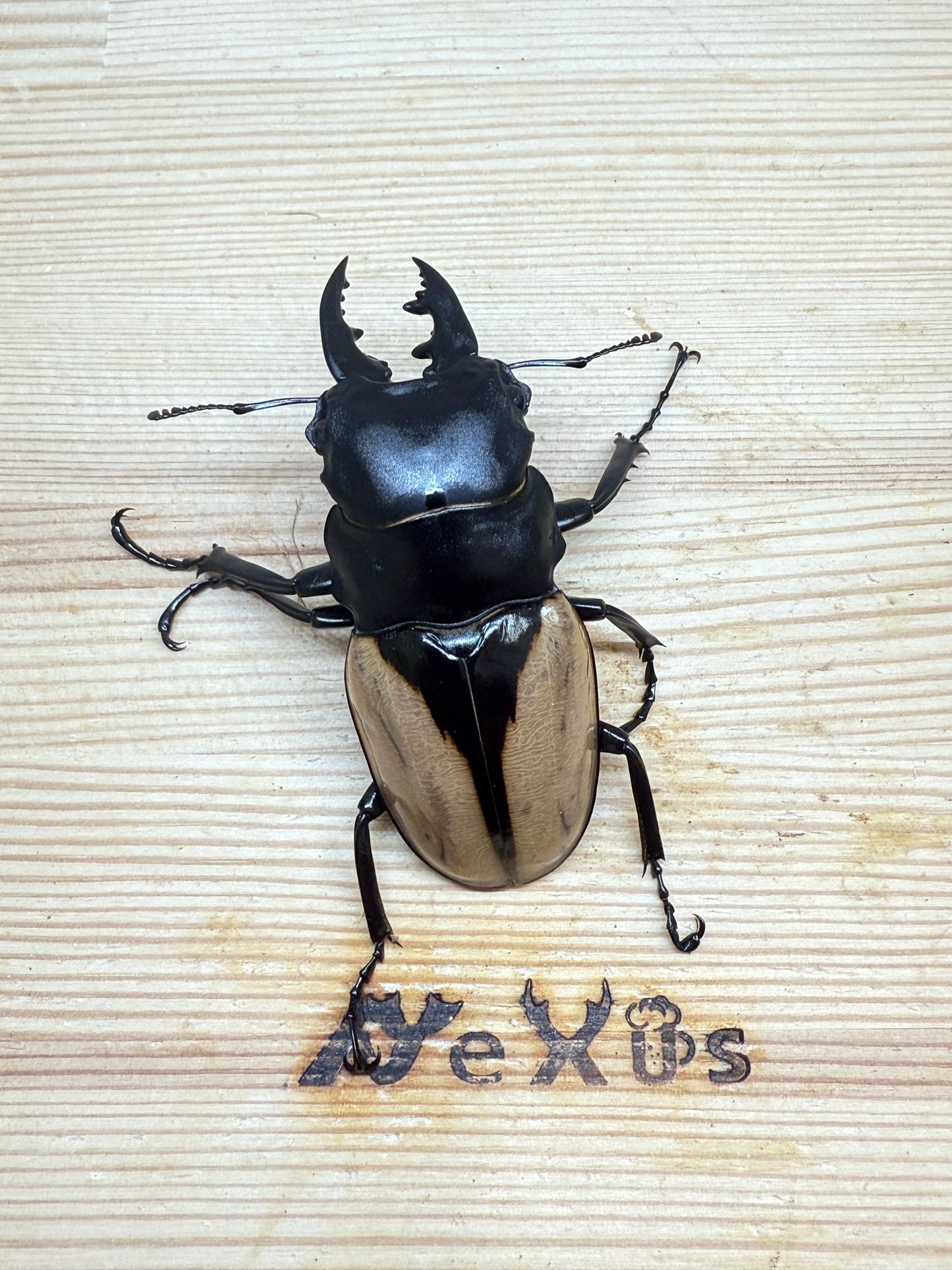 ブルマイスターツヤクワガタ ♂69.5mm単品