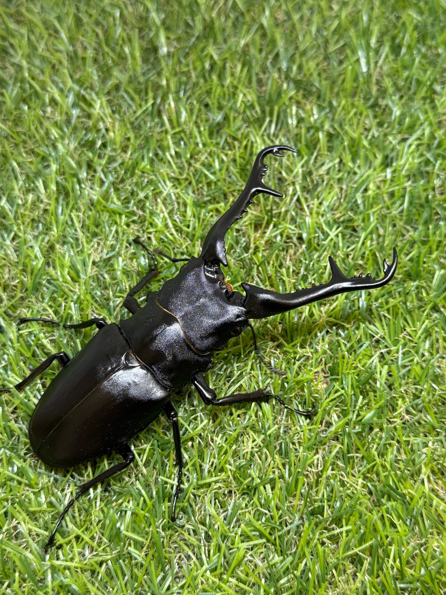 ギラファノコギリクワガタ ケイスケ ♂105mm成虫ペア