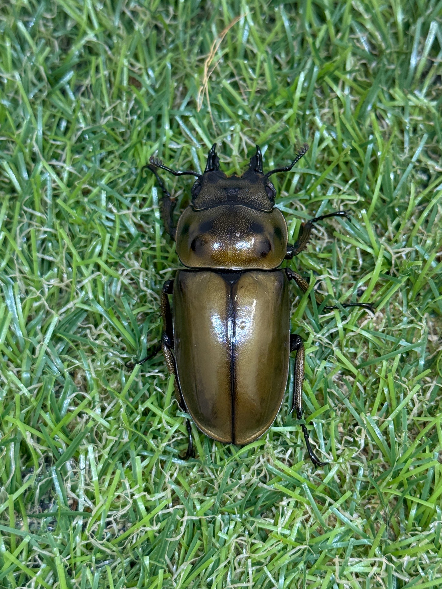 ババオウゴンオニクワガタ ♂52mm成虫ペア