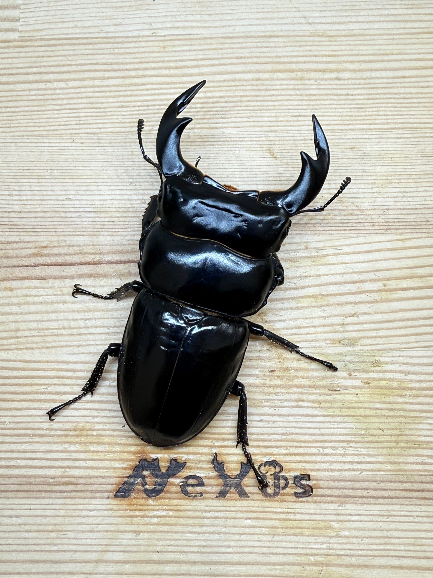 インドアンタエウスオオクワガタ ♂82mm単品