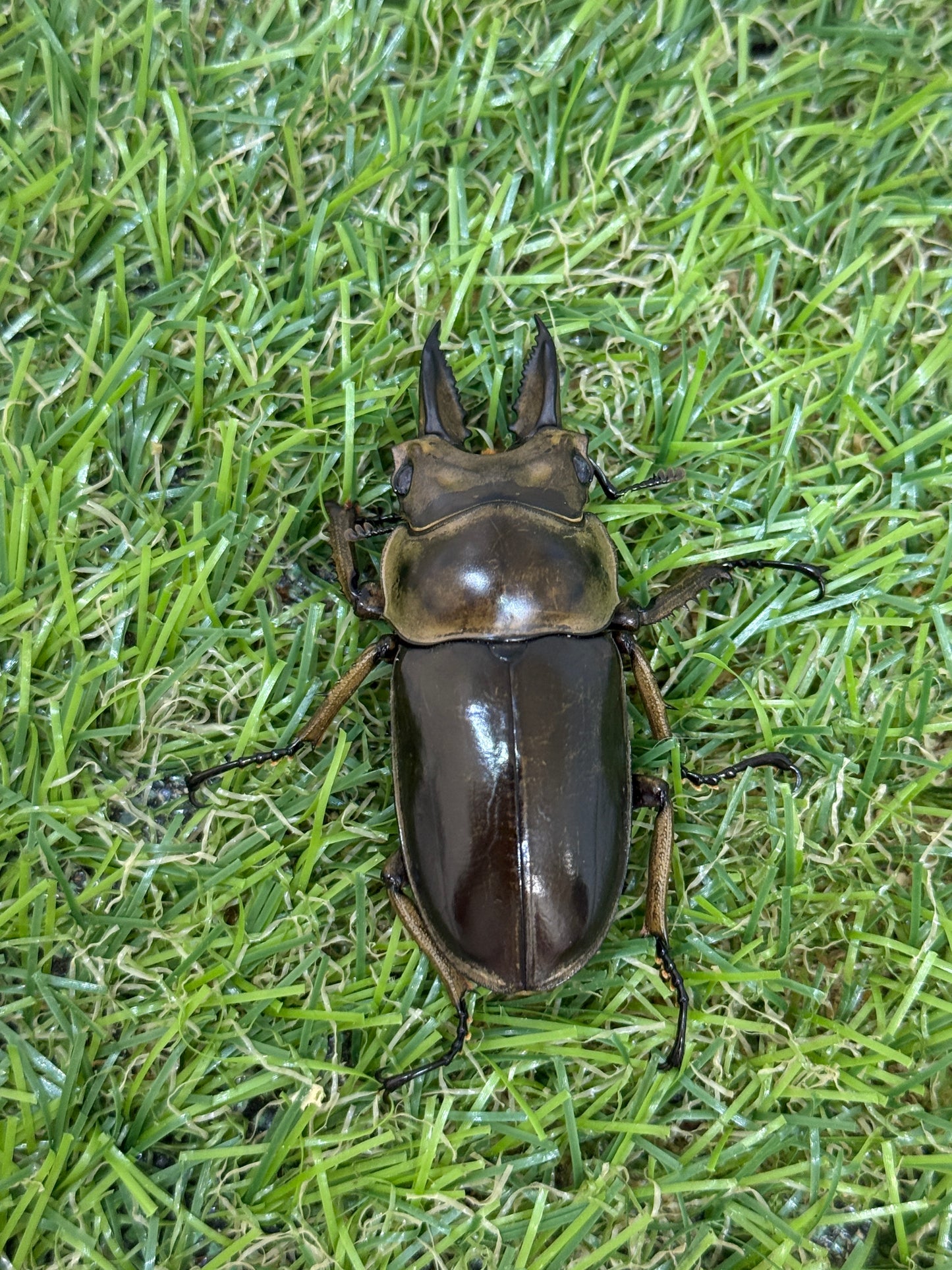 ババオウゴンオニクワガタ ♂50.6mm成虫ペア