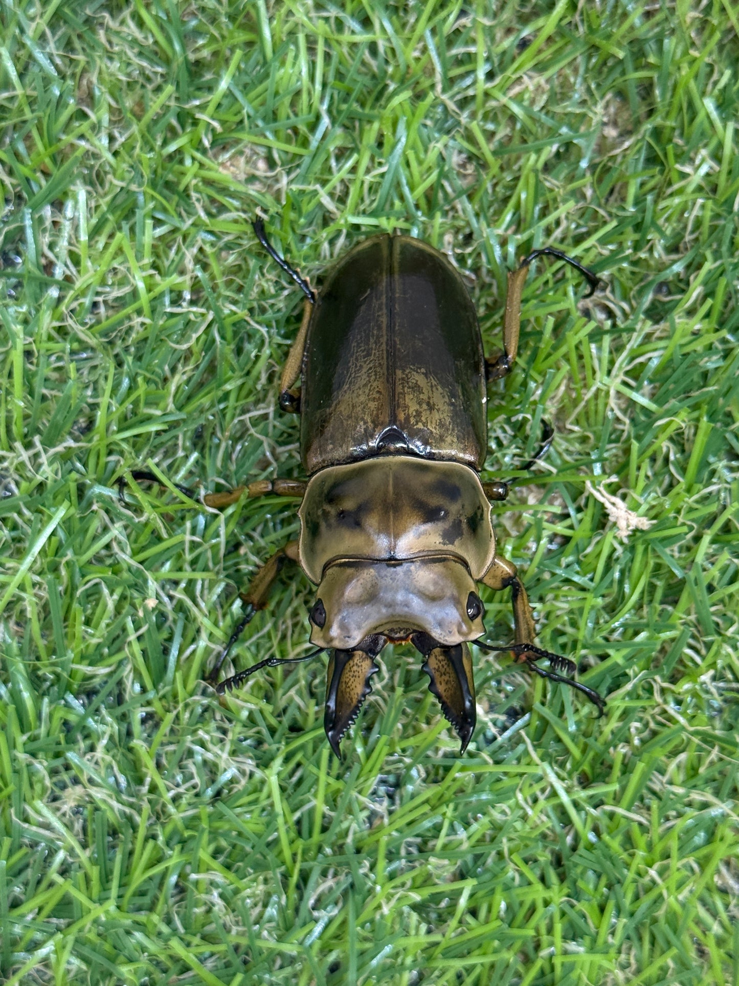 ババオウゴンオニクワガタ ♂55mm成虫ペア
