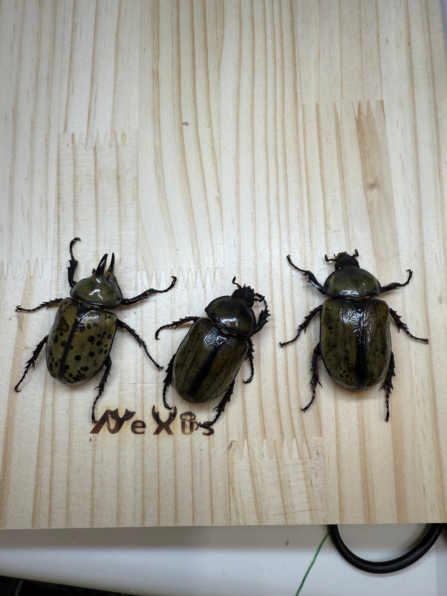 ティティウスシロカブト ♂50mm成虫トリオ