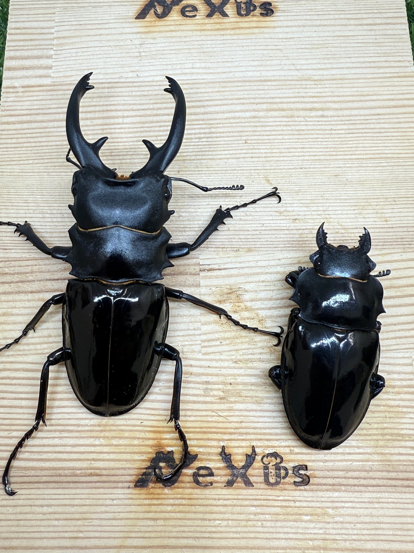 インターメディアツヤクワガタ ♂94.3mm成虫ペア