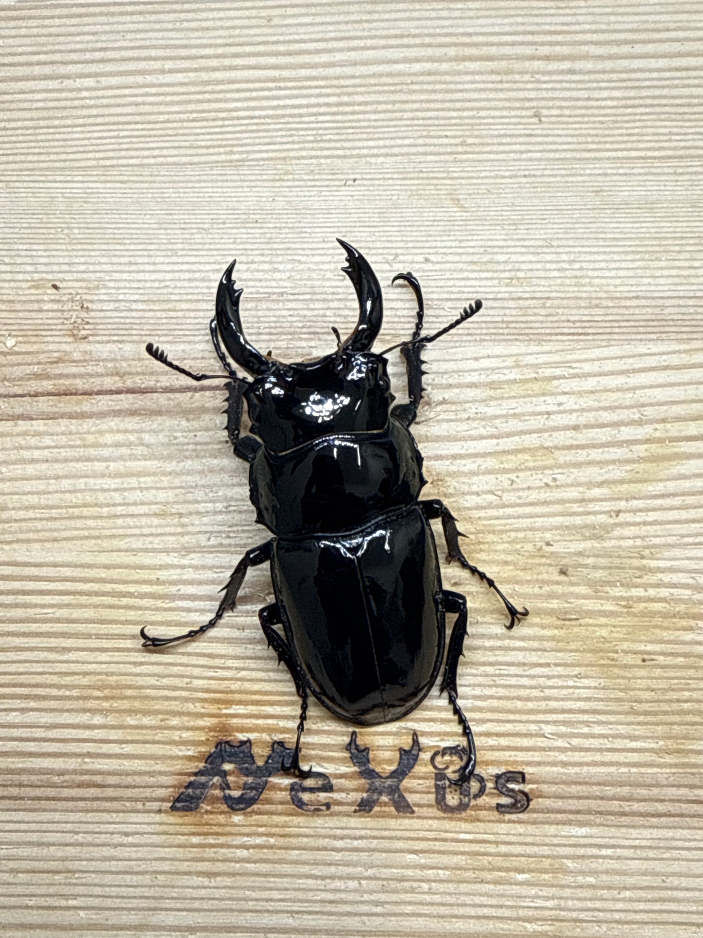 レギウスオオツヤクワガタ ♂61.9mm単品