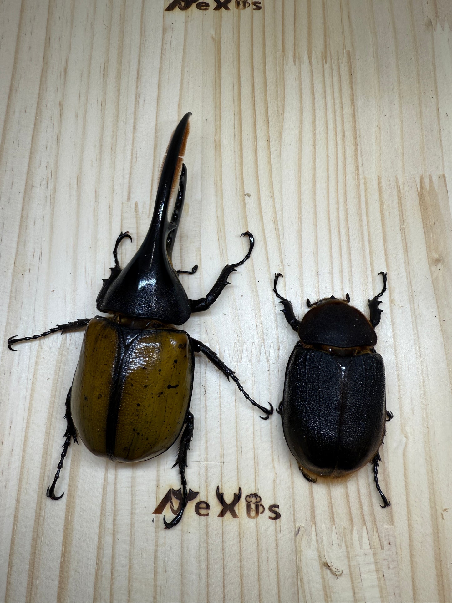 DH・エクアトリアヌス ♂132mm成虫ペア