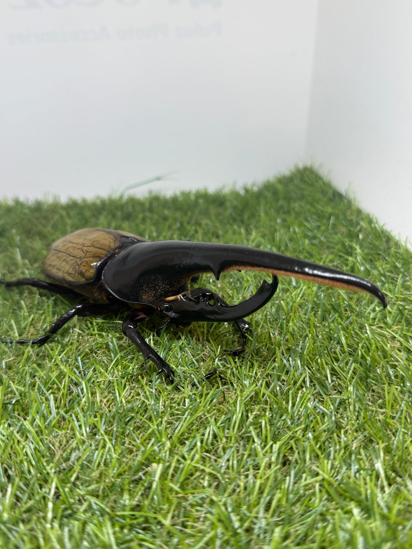 DH・ヘラクレス ♂155mm成虫ペア