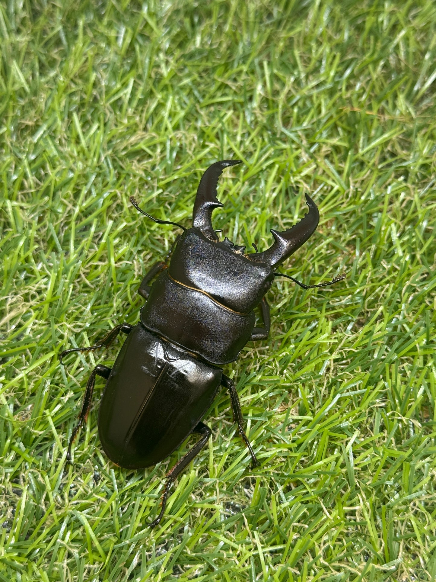 オキノエラブヒラタクワガタ ♂65.8mm成虫ペア