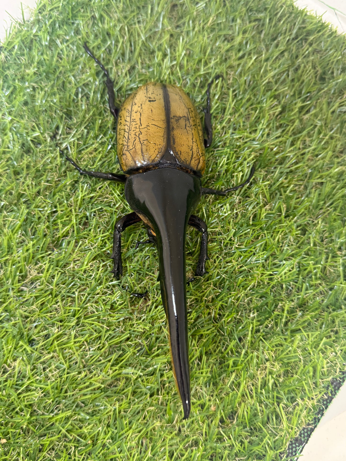 DH・ヘラクレス ♂155mm成虫ペア