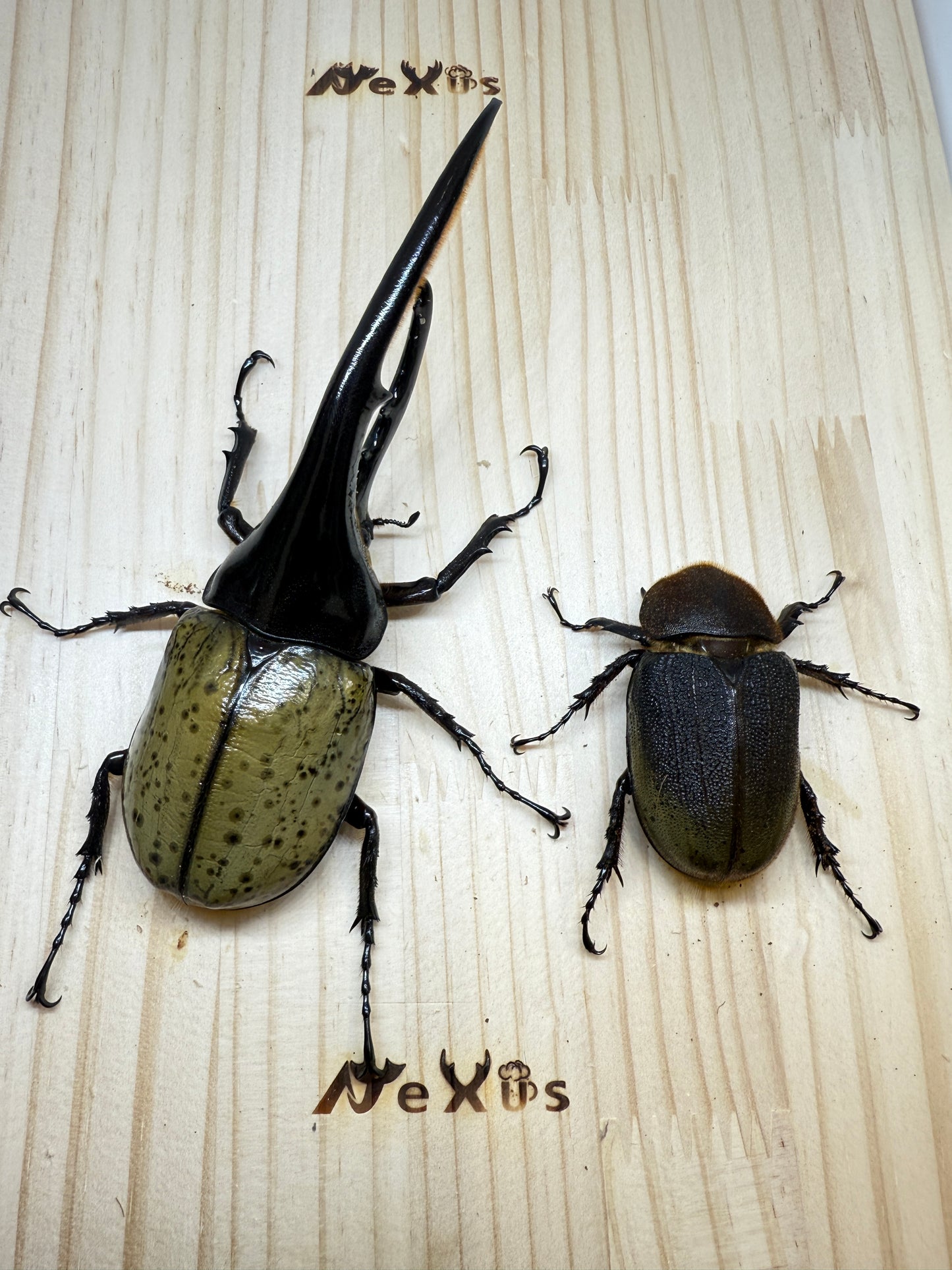 DH・ヘラクレス ♂151mm成虫ペア