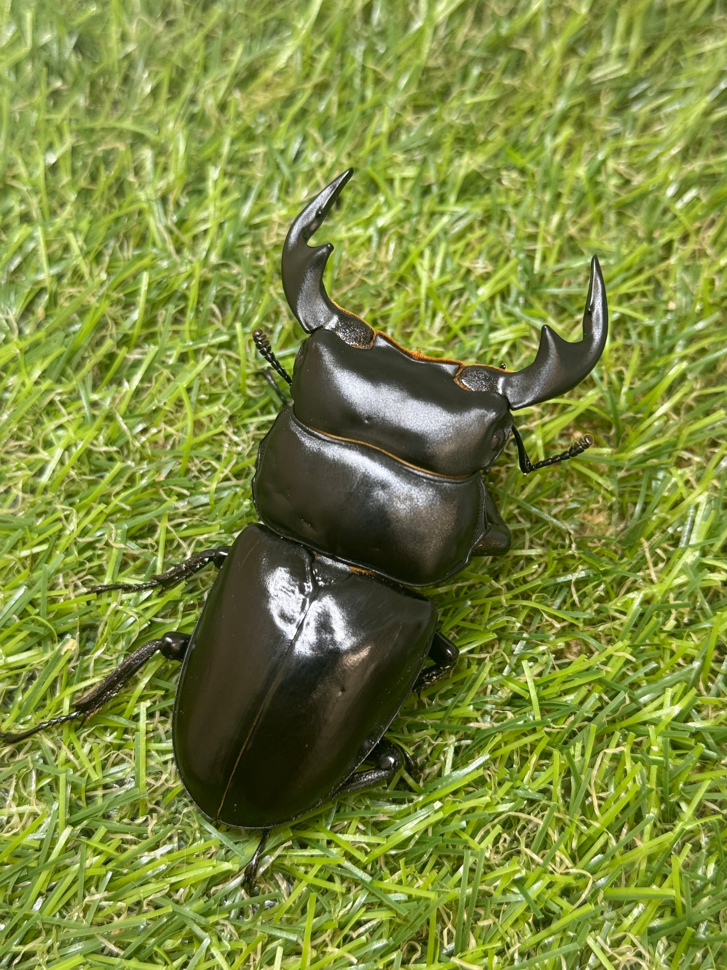 インドアンタエウスオオクワガタ ♂73.3mm成虫ペア
