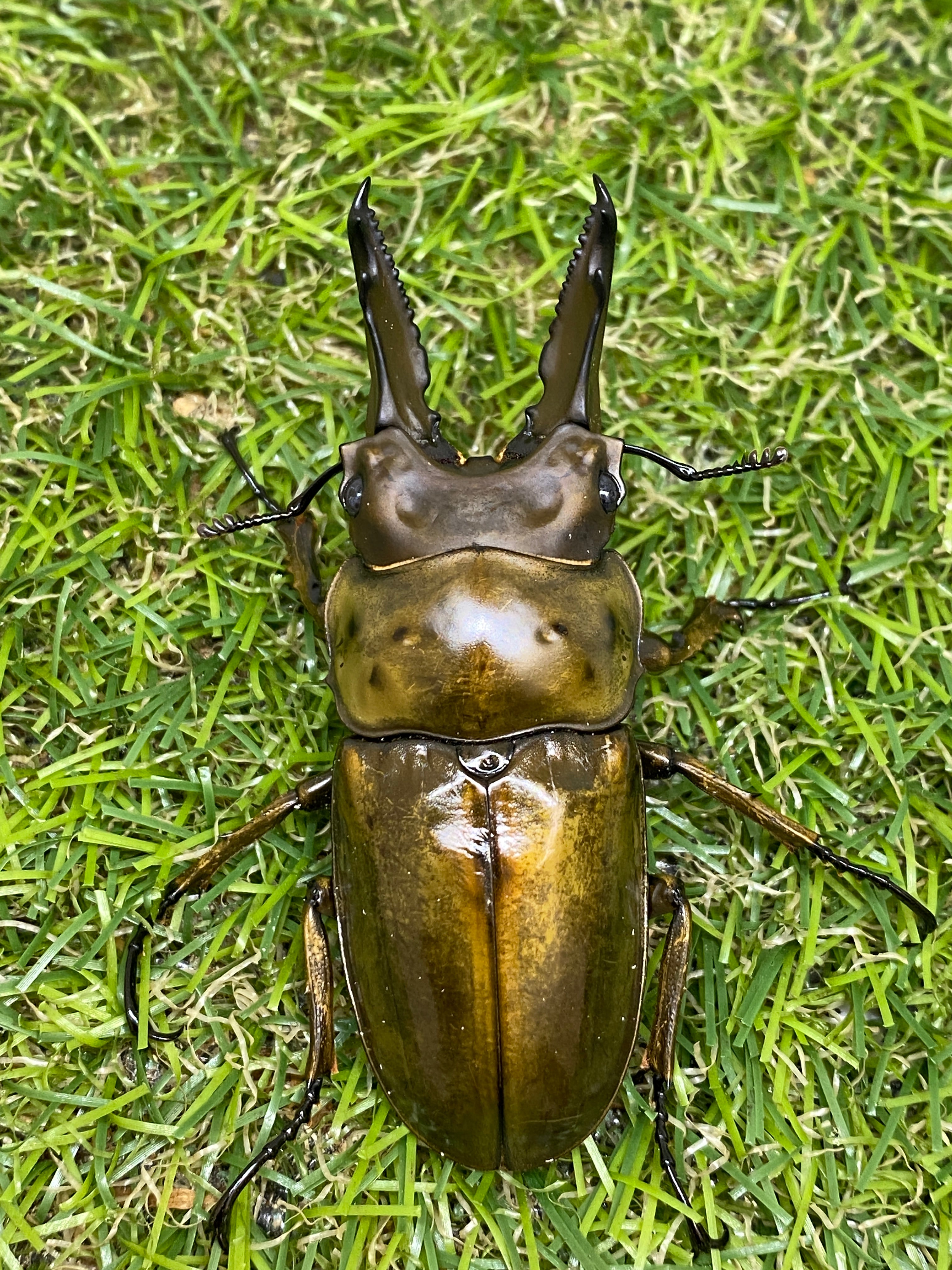 タイ産 オウゴンオニクワガタ ♂67.5mm成虫ペア – 昆虫ショップNexus