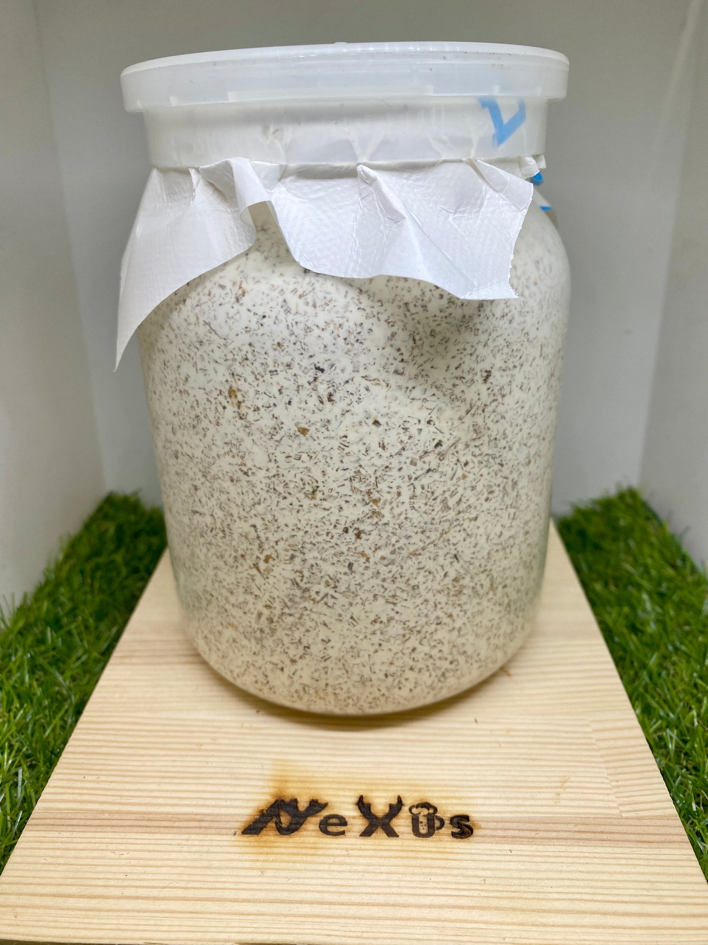 ババオウゴンオニクワガタ 幼虫1頭