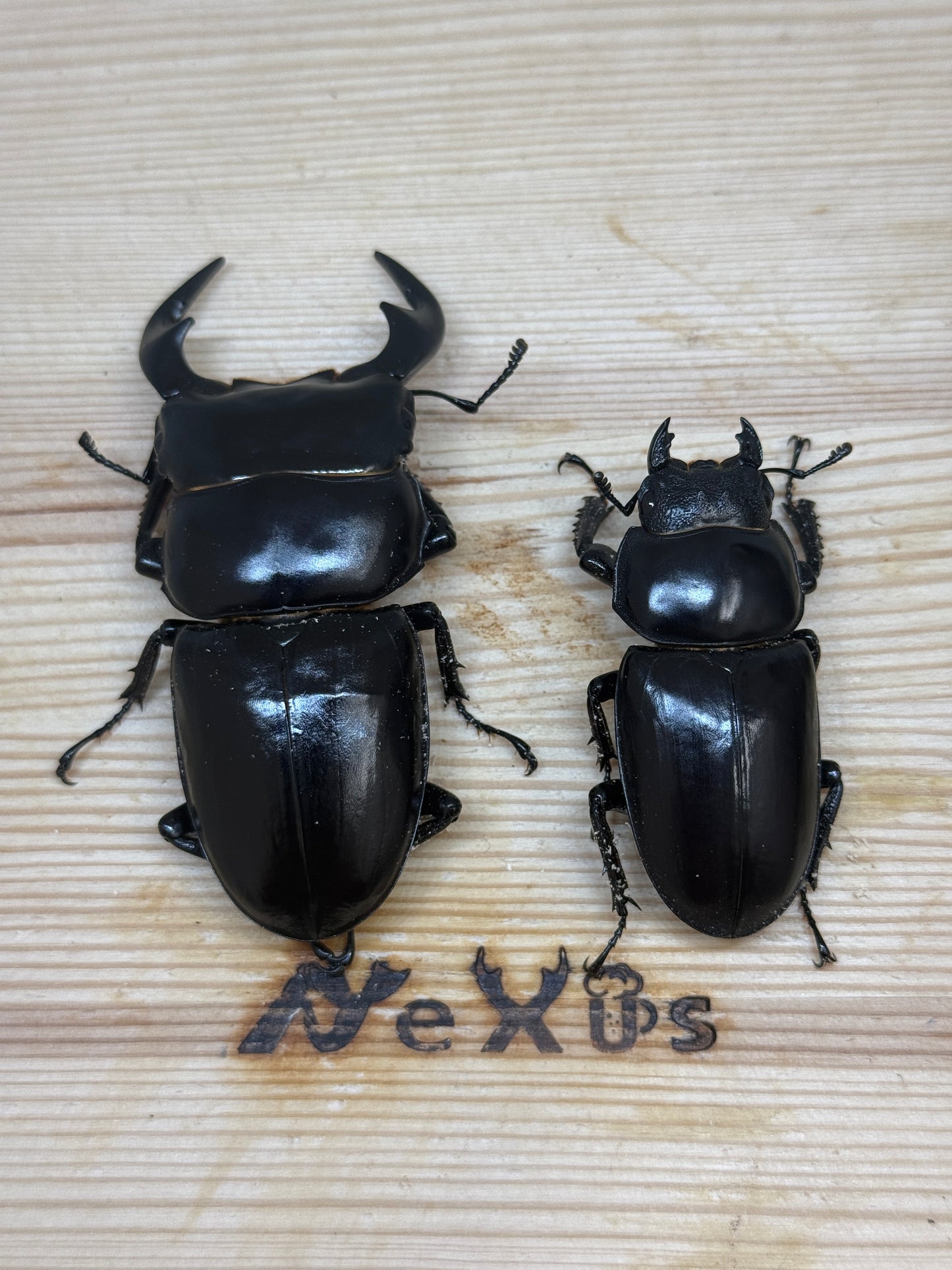 インドアンタエウスオオクワガタ ♂71mm成虫ペア
