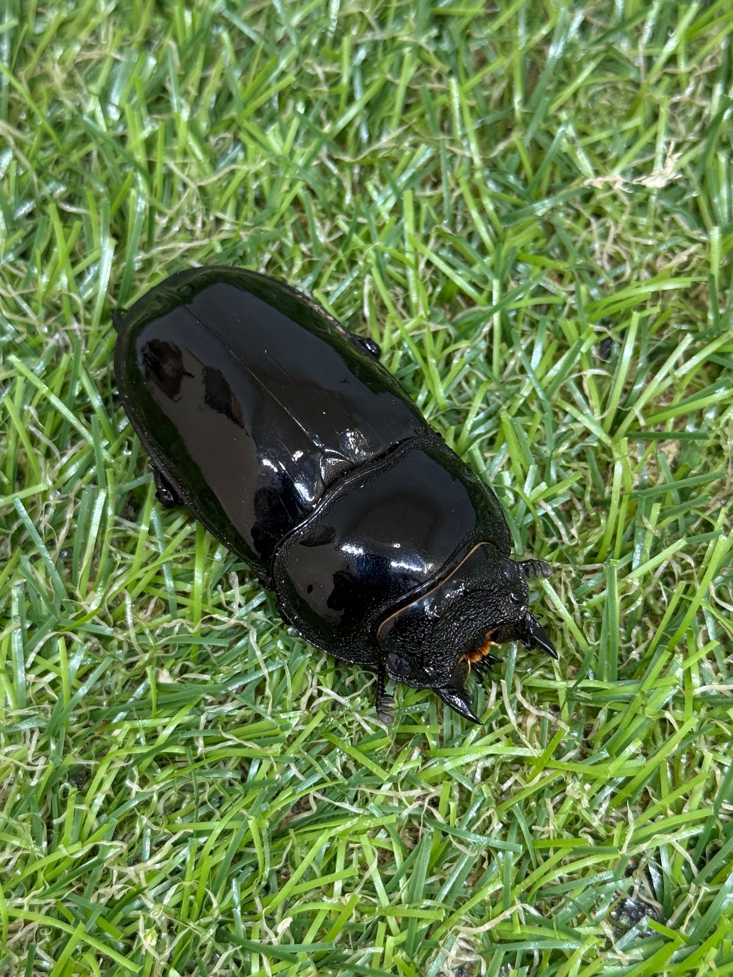 タランドゥスオオツヤクワガタ ♂79mm成虫ペア