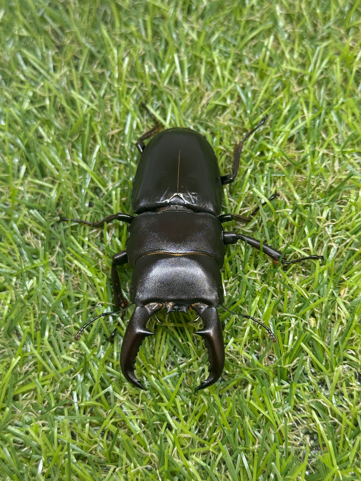 オキノエラブヒラタクワガタ ♂65.8mm成虫ペア