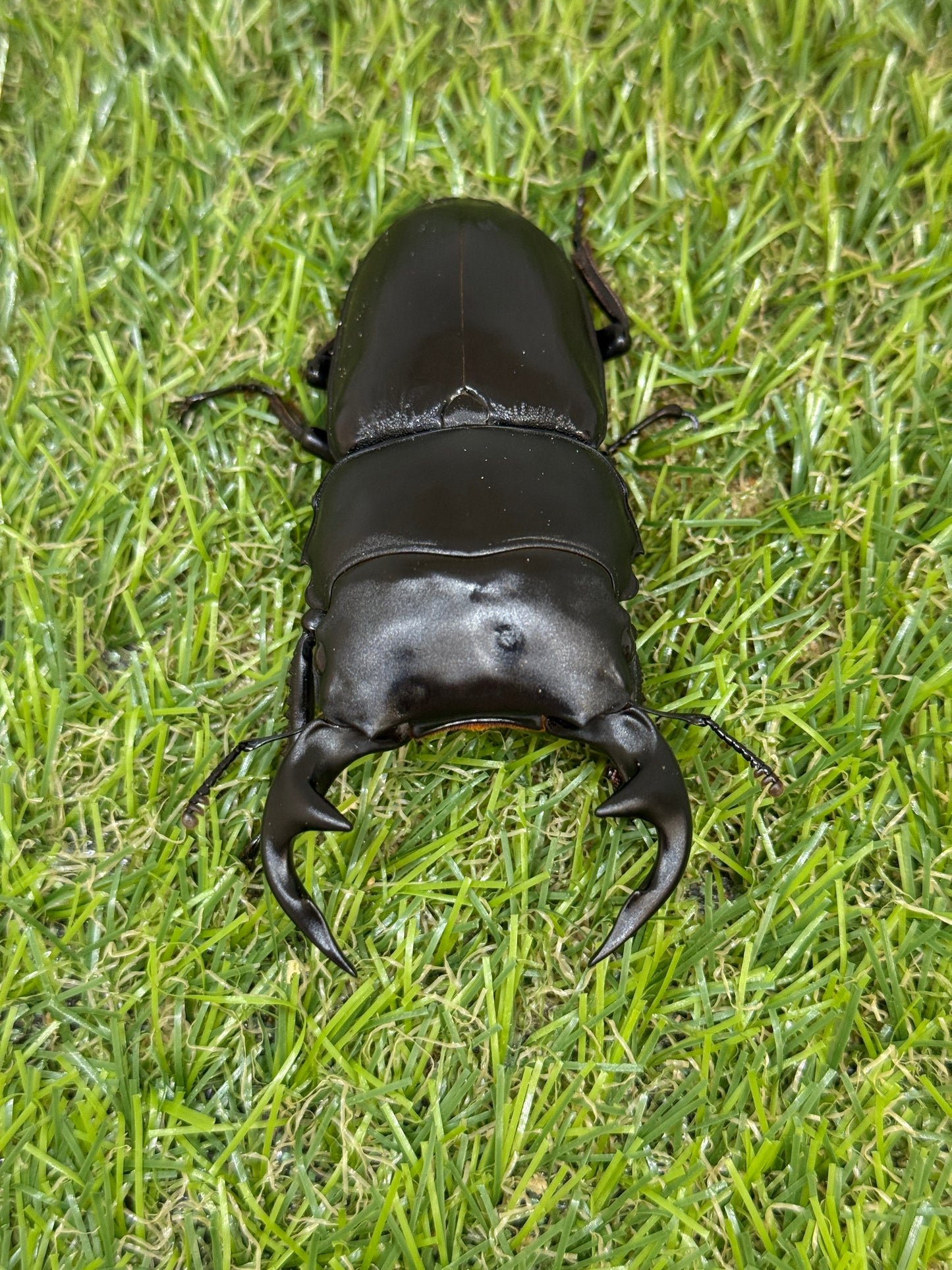 グランディスオオクワガタ ♂84.2mm成虫ペア