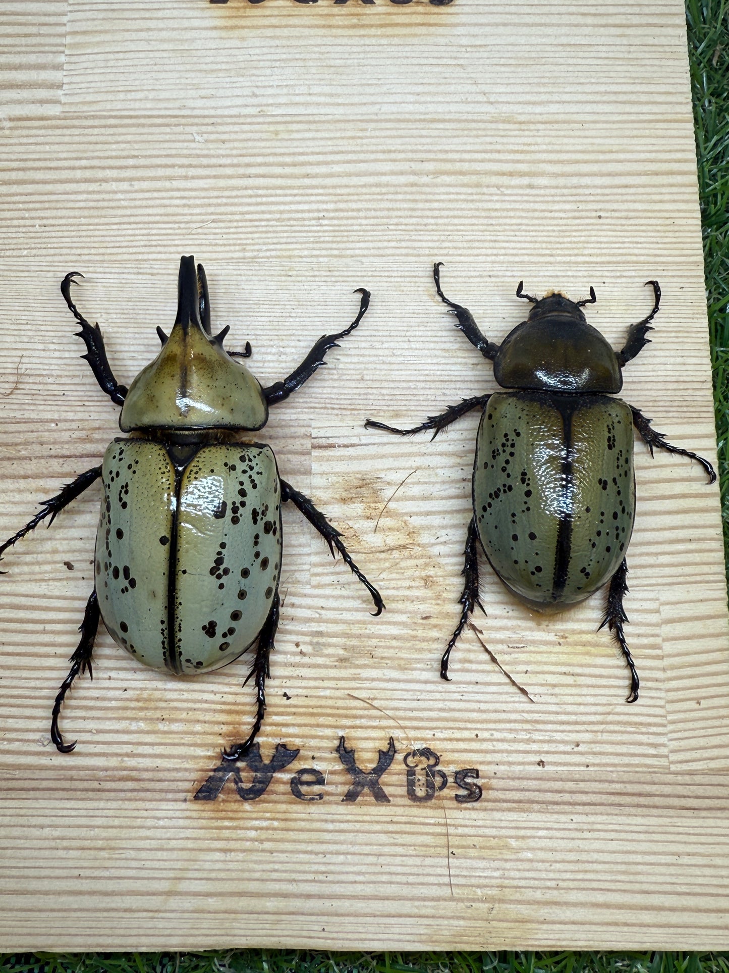 ティティウスシロカブト ♂64mm成虫ペア