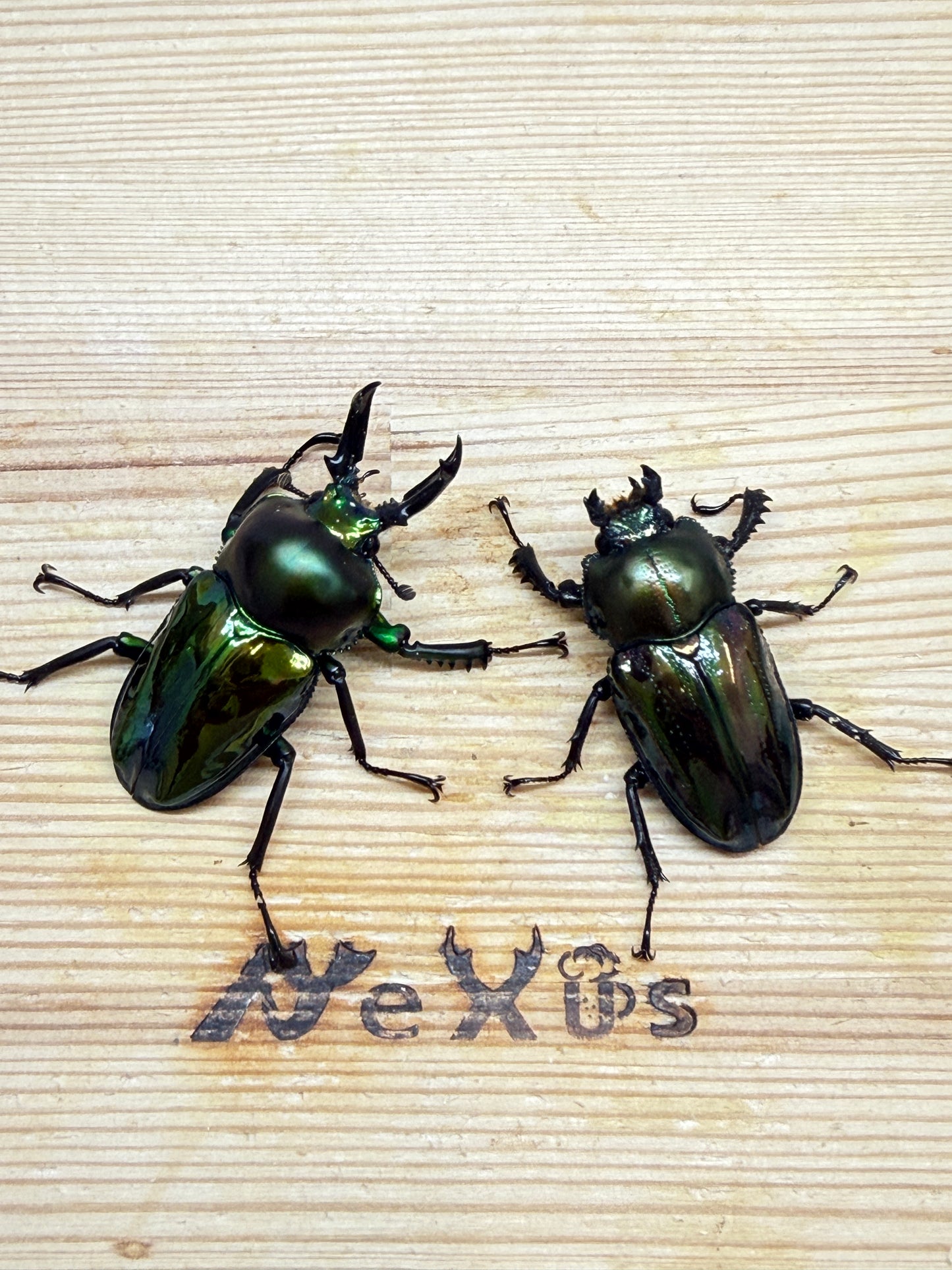 ニジイロクワガタ ♂45.8mm成虫ペア