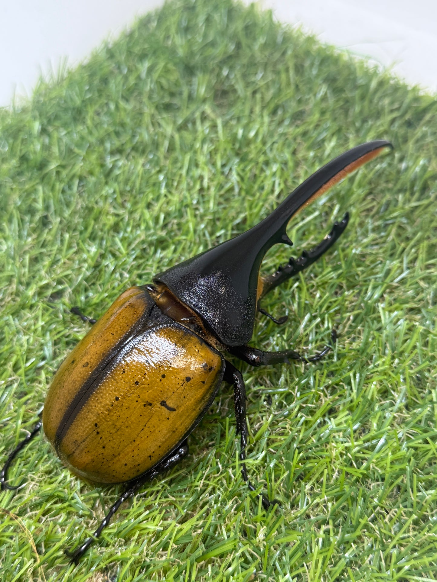 DH・エクアトリアヌス ♂132mm成虫ペア
