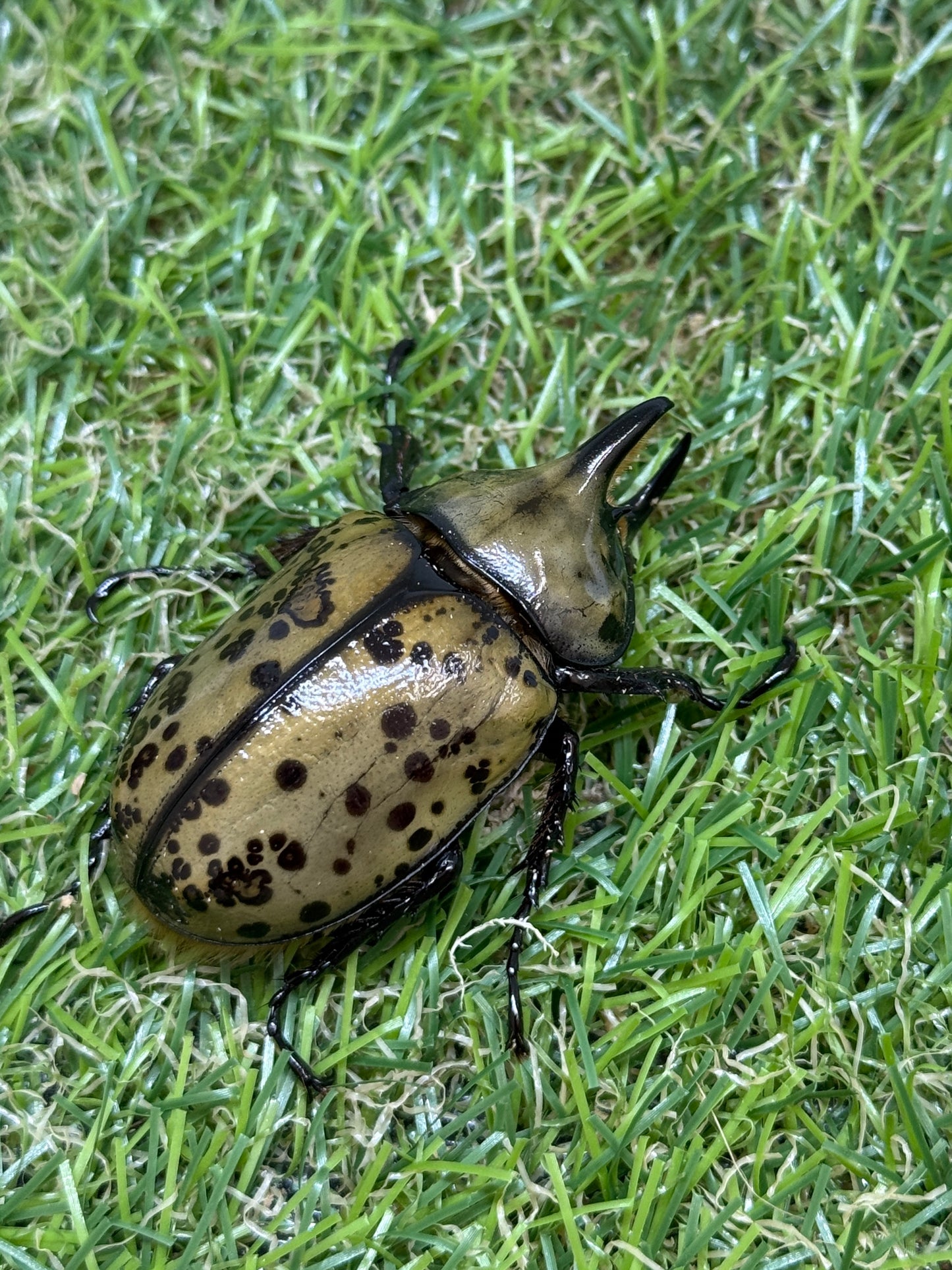 ティティウスシロカブト ♂50mm成虫トリオ