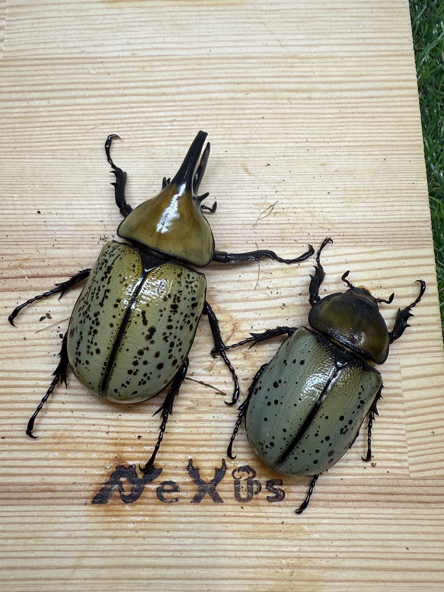 ティティウスシロカブト ♂65mm成虫ペア