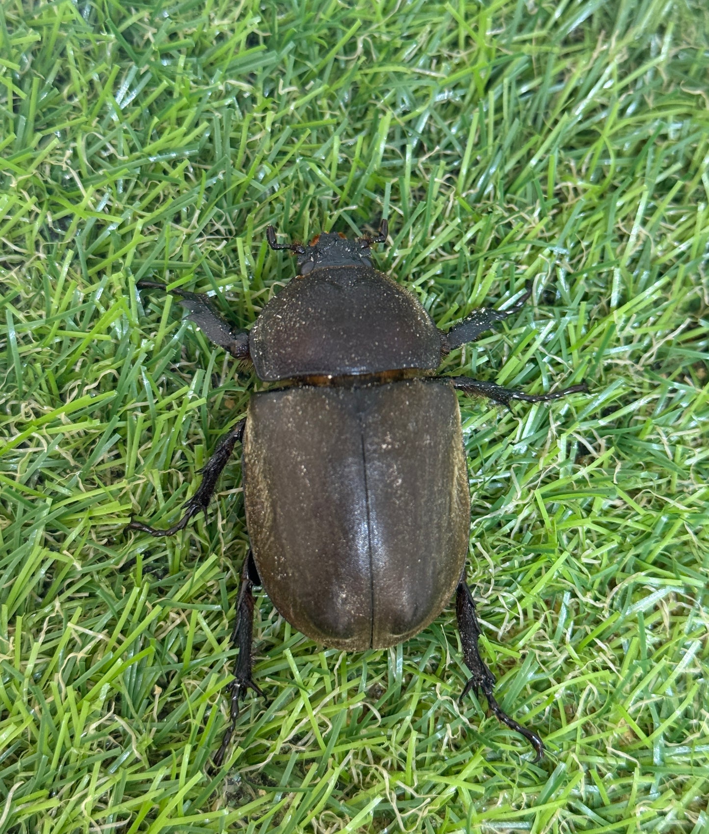 カブトムシ サイズfree成虫ペア
