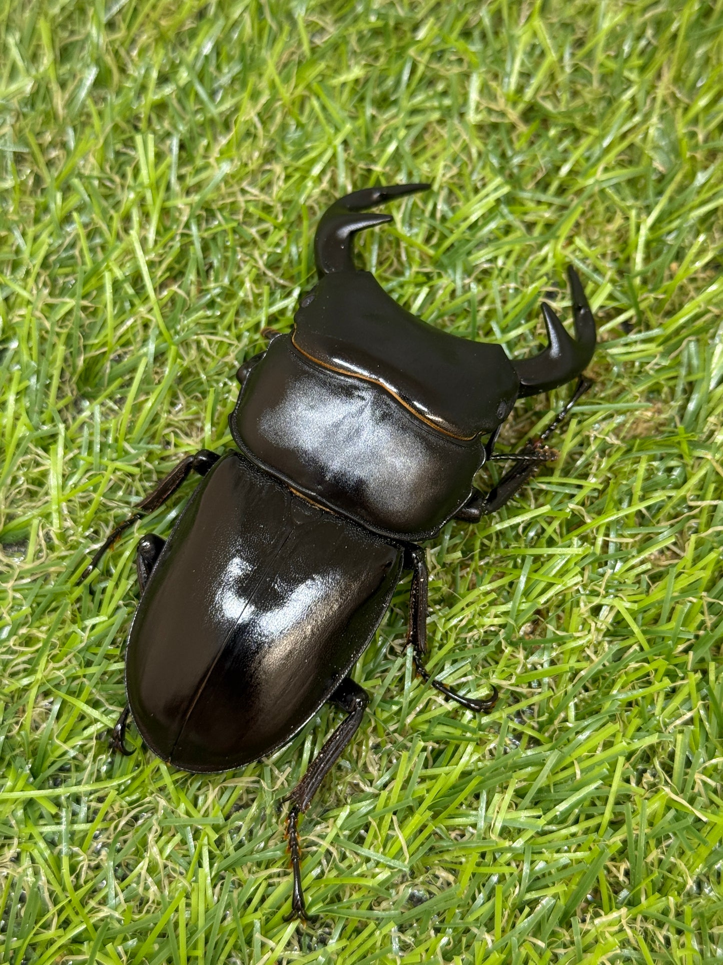 グランディスオオクワガタ ♂77.8mm成虫ペア