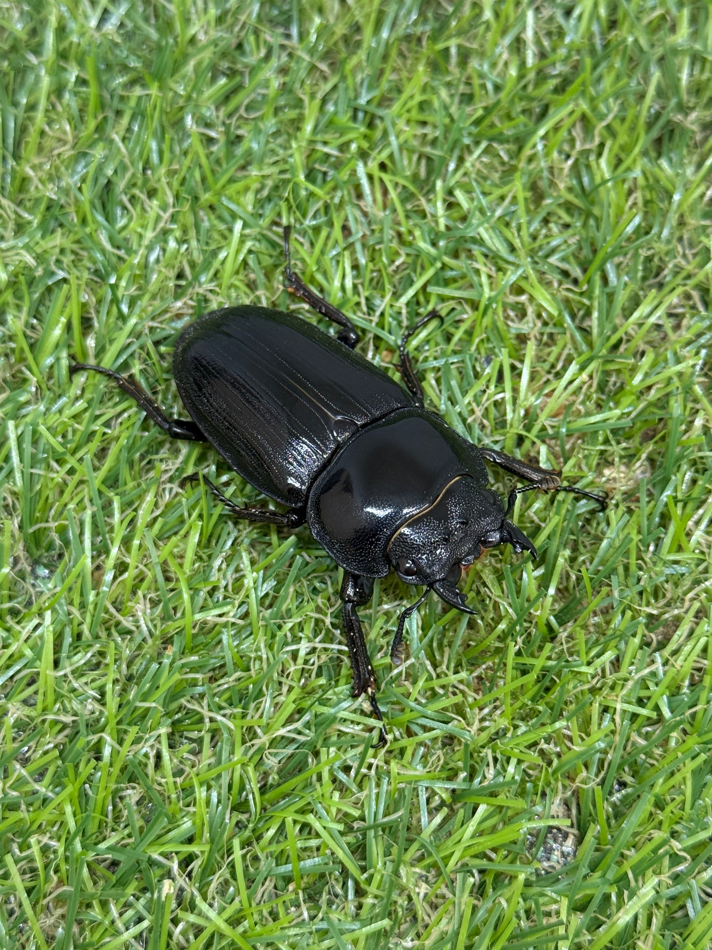 オオクワガタ 奈良輪川西 ♂77.8mm成虫ペア
