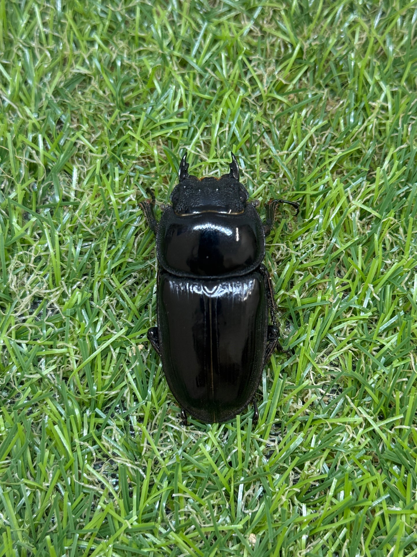 グランディスオオクワガタ ♂78mm成虫ペア