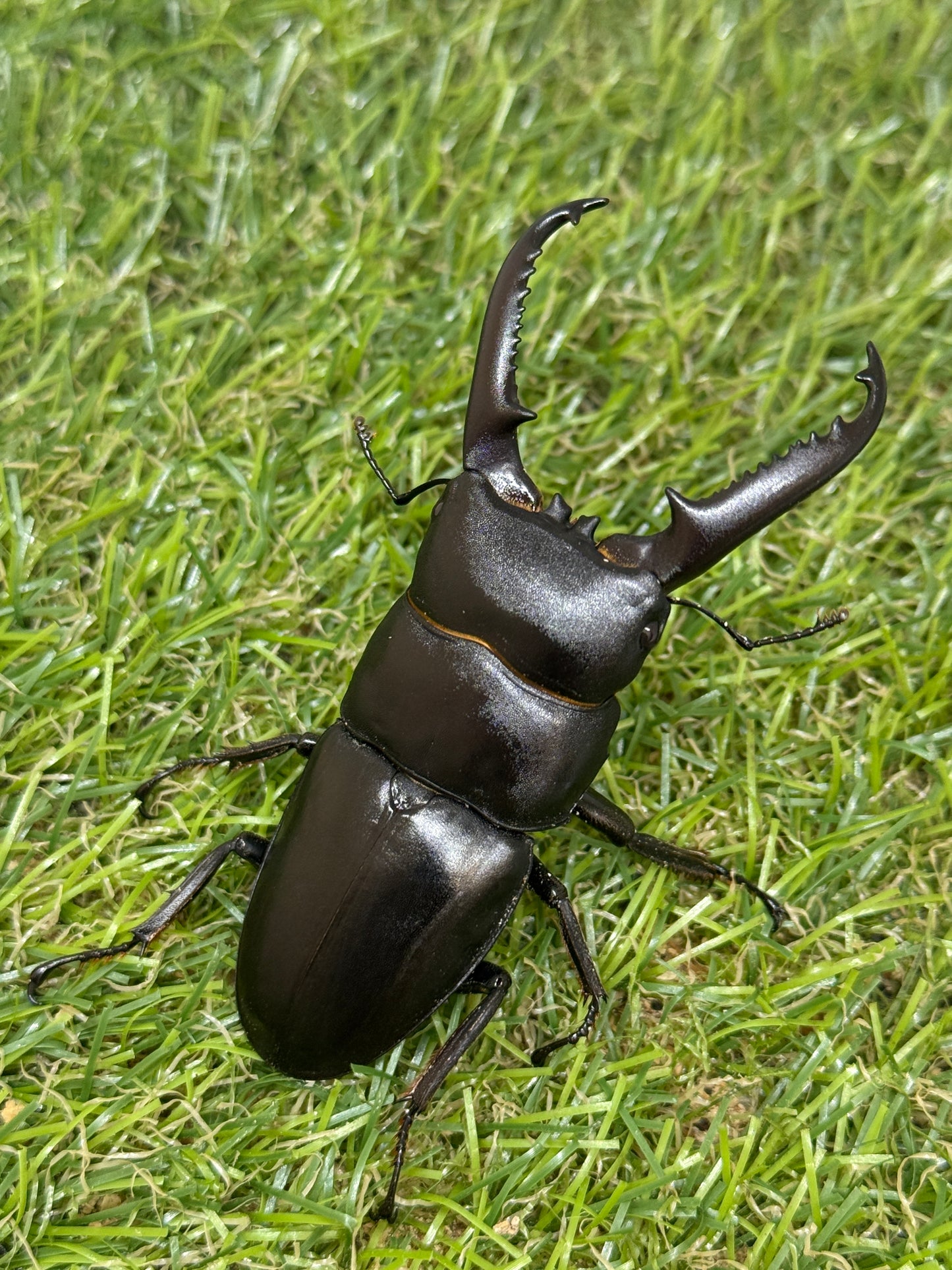 ファソルトヒラタクワガタ ♂73mm成虫ペア