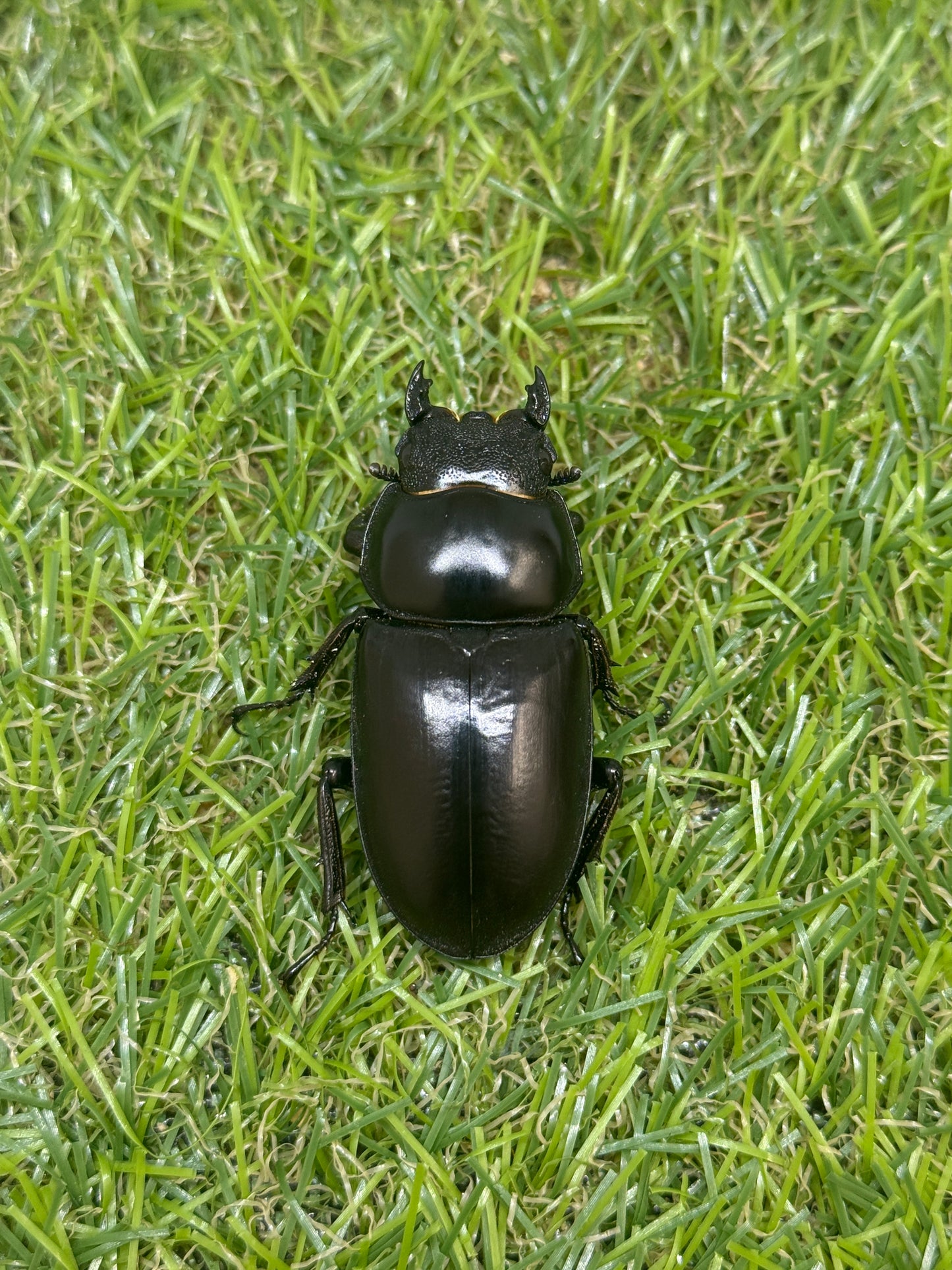 インドアンタエウスオオクワガタ ♂66.5mm成虫ペア