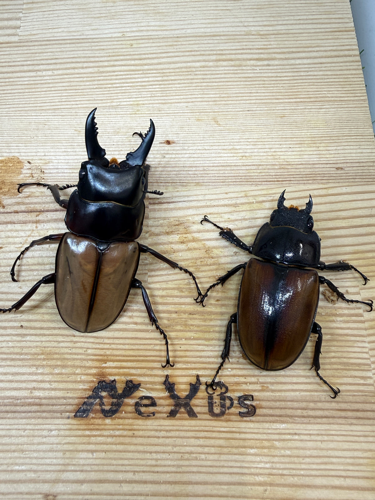 ラフェルトノコギリクワガタ ♂58.8mm成虫ペア