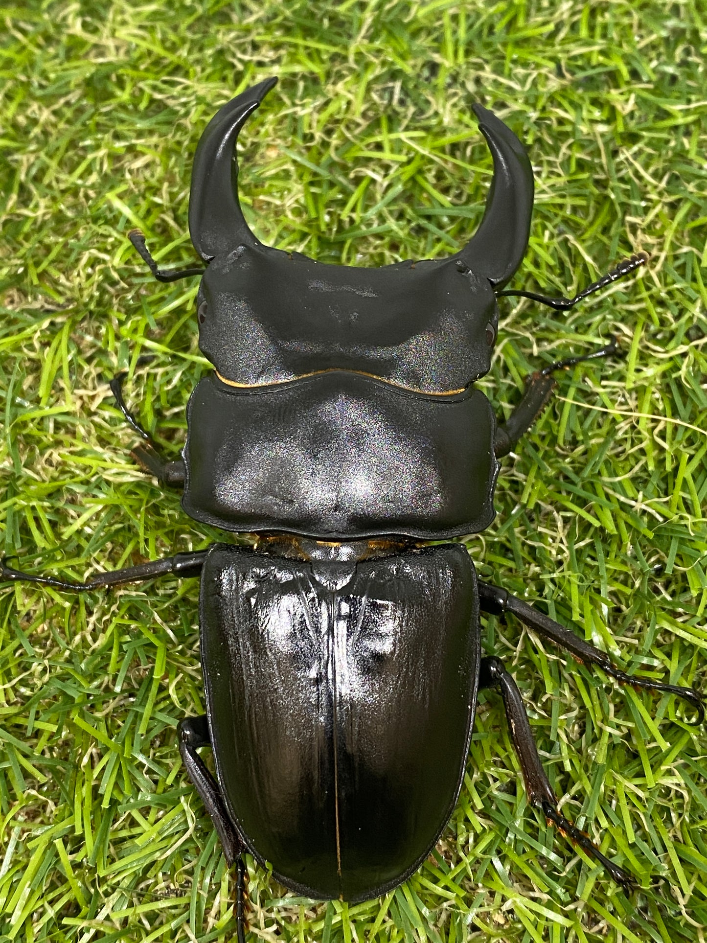 オオクワガタ 奈良輪川西 幼虫1頭 親♂85.1mm(レイティング509.462)×♀53.3mm