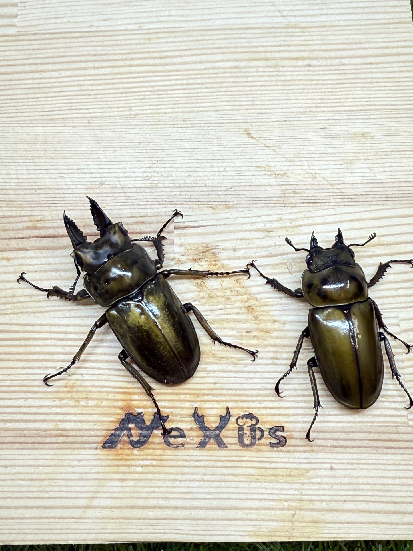 ババオウゴンオニクワガタ ♂52mm成虫ペア